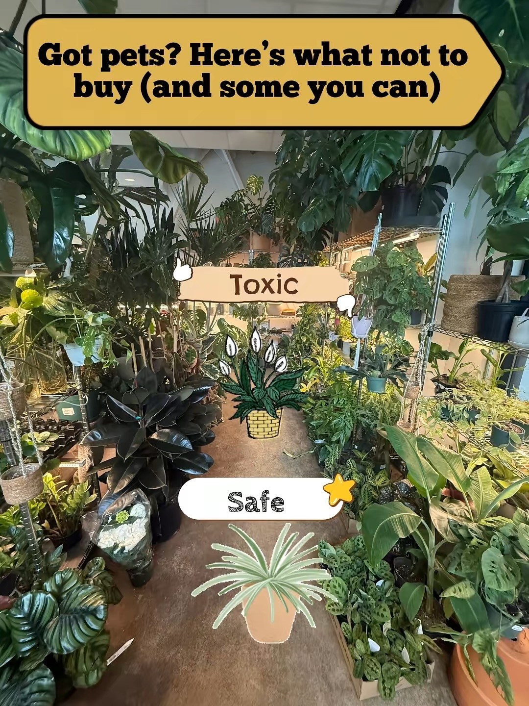 Plant lovers with furry friends, this one’s for you! 🌿🐾
Swipe to see 3 toxic houseplants 🚫 and 3 pet-safe alternatives ✔️
• Toxic: Peace Lily, Begonias, Jade
• Pet-Safe: Peperomias, Chinese Money Plant, Spider Plants
Keep your home green and your pets safe! 💚✨
#PetSafePlants #ToxicPlants #PlantParents #PetsAndPlants #DogSafePlants #CatSafePlants #HouseplantTips #PlantCare101 #IndoorPlants #HouseplantCommunity #PlantObsessed #UrbanJungle #PetParentLife #SeattlePlants #SeattleSmallBusiness