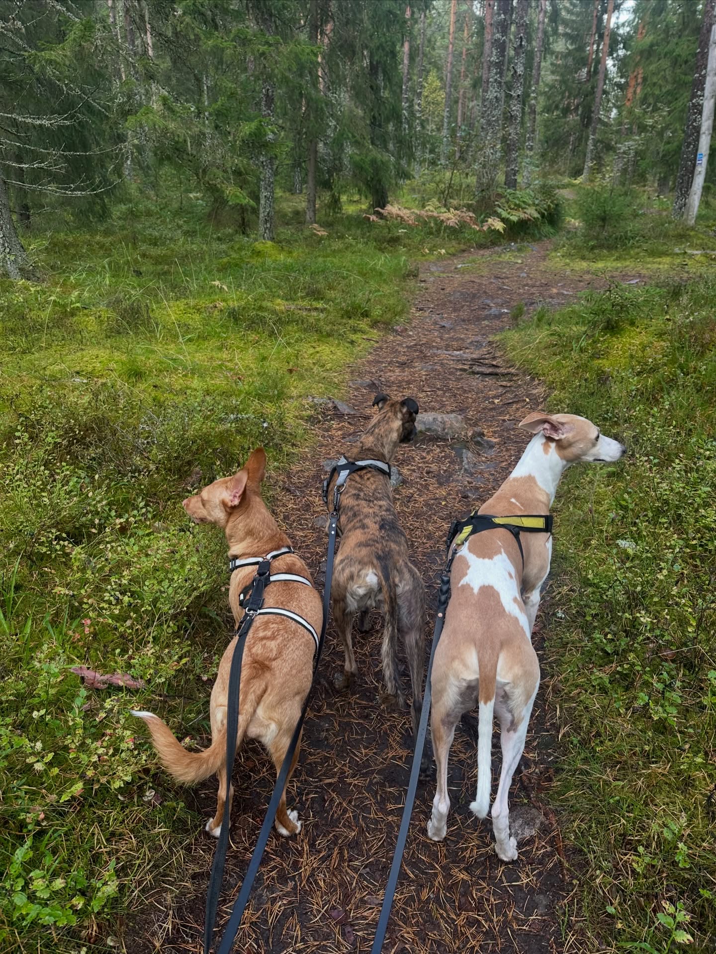 SSVK:n Vinttikoirien ja mukana seuraavien muiden koirujen kimppalenkki nyt sunnuntaina 7.12.2025 klo 14.00. Lähtöpaikka vaihtunut ja on nyt vanhan raviradan P-paikalta! (Ei siis Suurmäen näkötornin juurelta). Tervetuloa mukaan!
