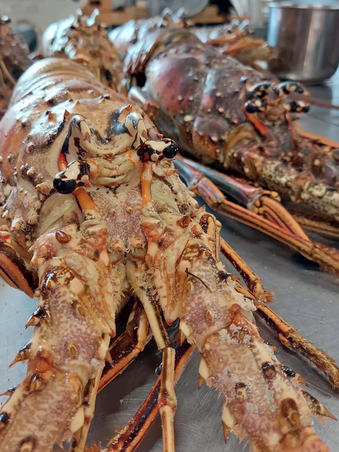 Lobster lovers ~ crack, dip, devour! Fresh, buttery & unforgettable! 🦞
#steakation #butcher #lobster #crack #dip #ocean #devourpower #love #seafood #seaside #season #fresh #live #island #taste #try #premium #catch #quality #yum #lunch #dinner #family #feast