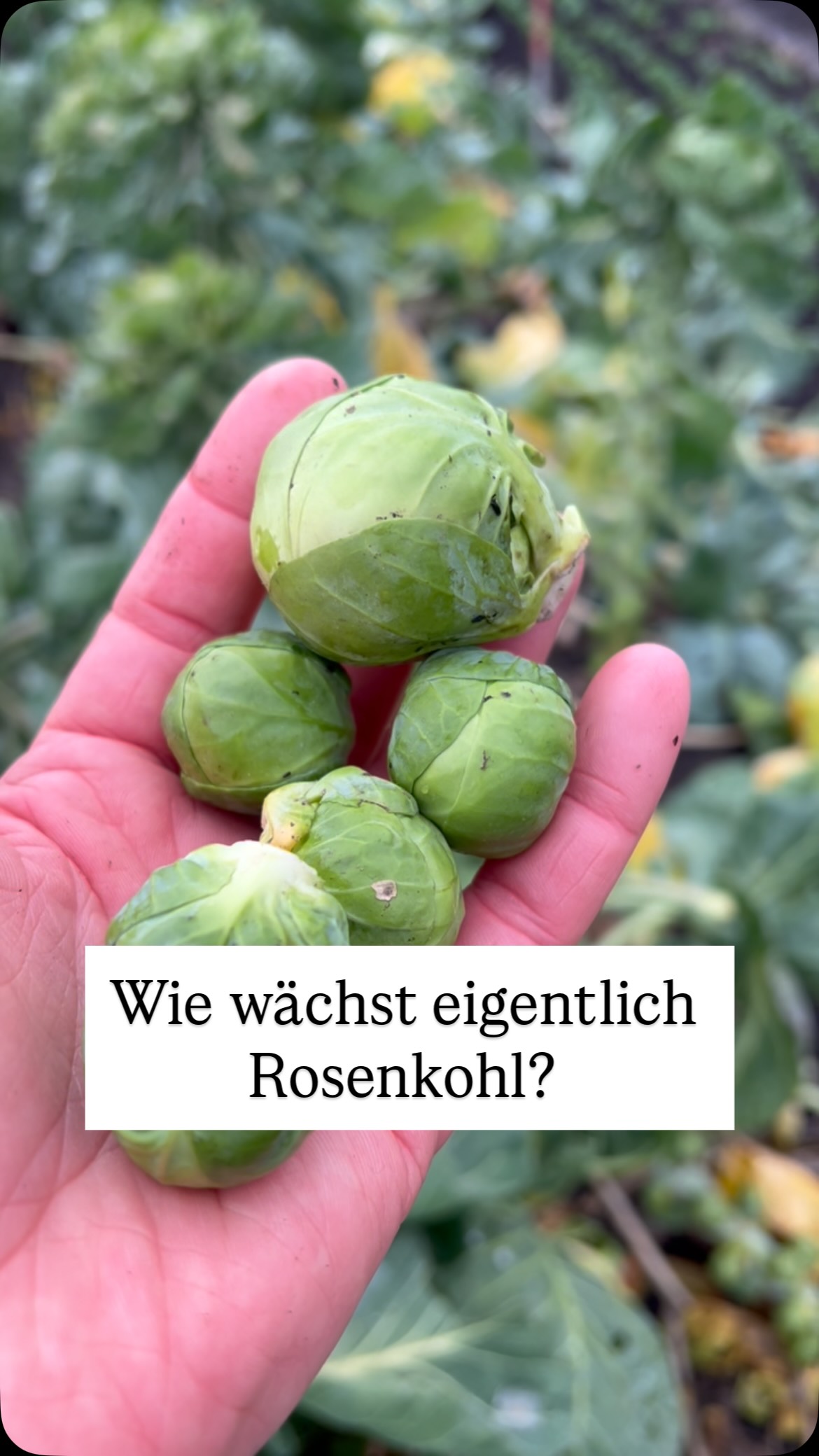 Wie wächst Rosenkohl? Sag‘ mal, wusstest du es?
#rosenkohl #biogemüse #regionalesgemüse