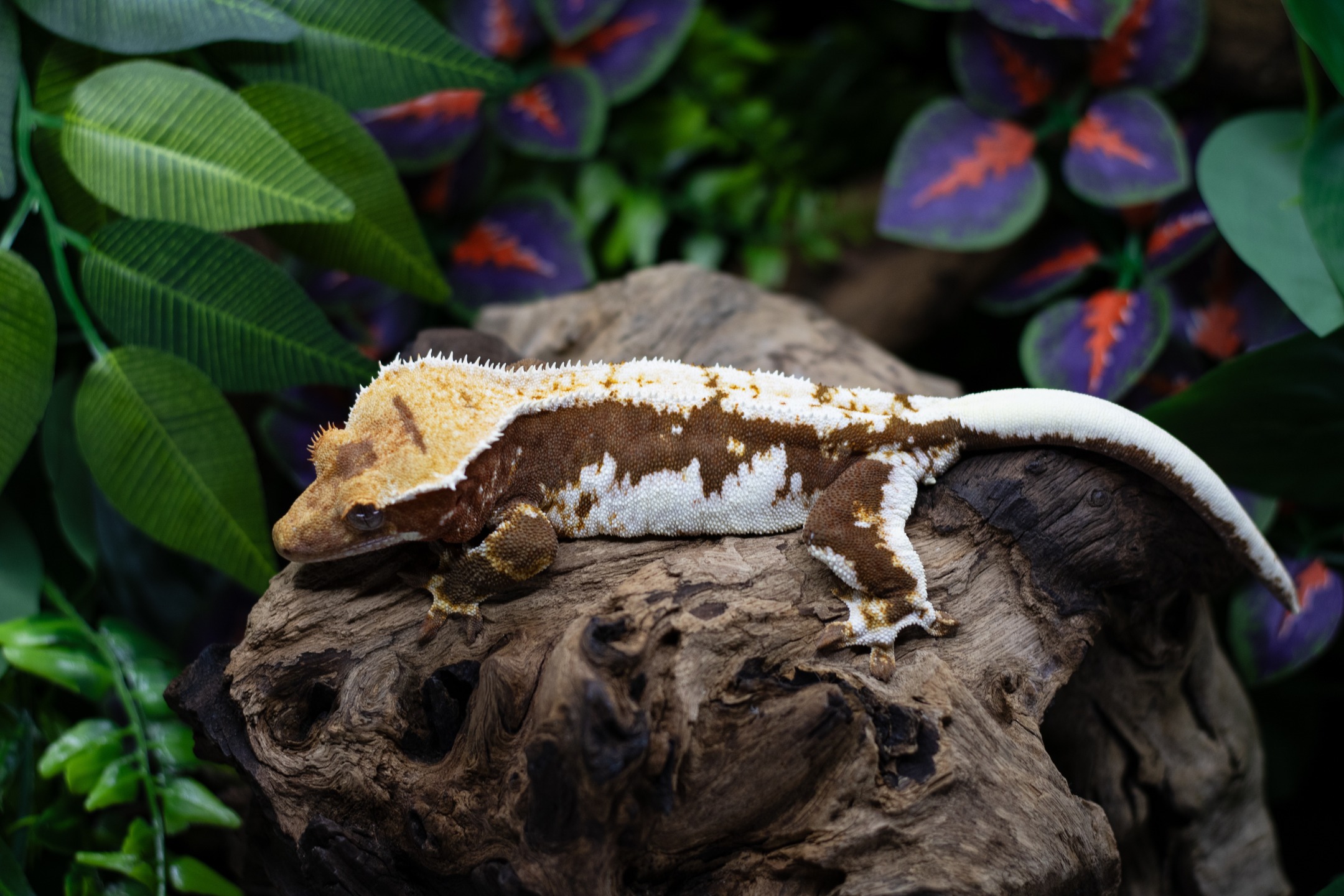 This Girl is going to make some stunning Axanthic offspring this season we just know it! We can't wait to see them!
Hope everyone is staying warm out there, ready for warmer weather! 🔥🔥🔥
#crestedgeckos #crestedgeckosofinstagram #gecko #geckos #geckosofinstagram #reptilesofinstagram #reptilelover #reptiles #hetaxanthic #lillywhite