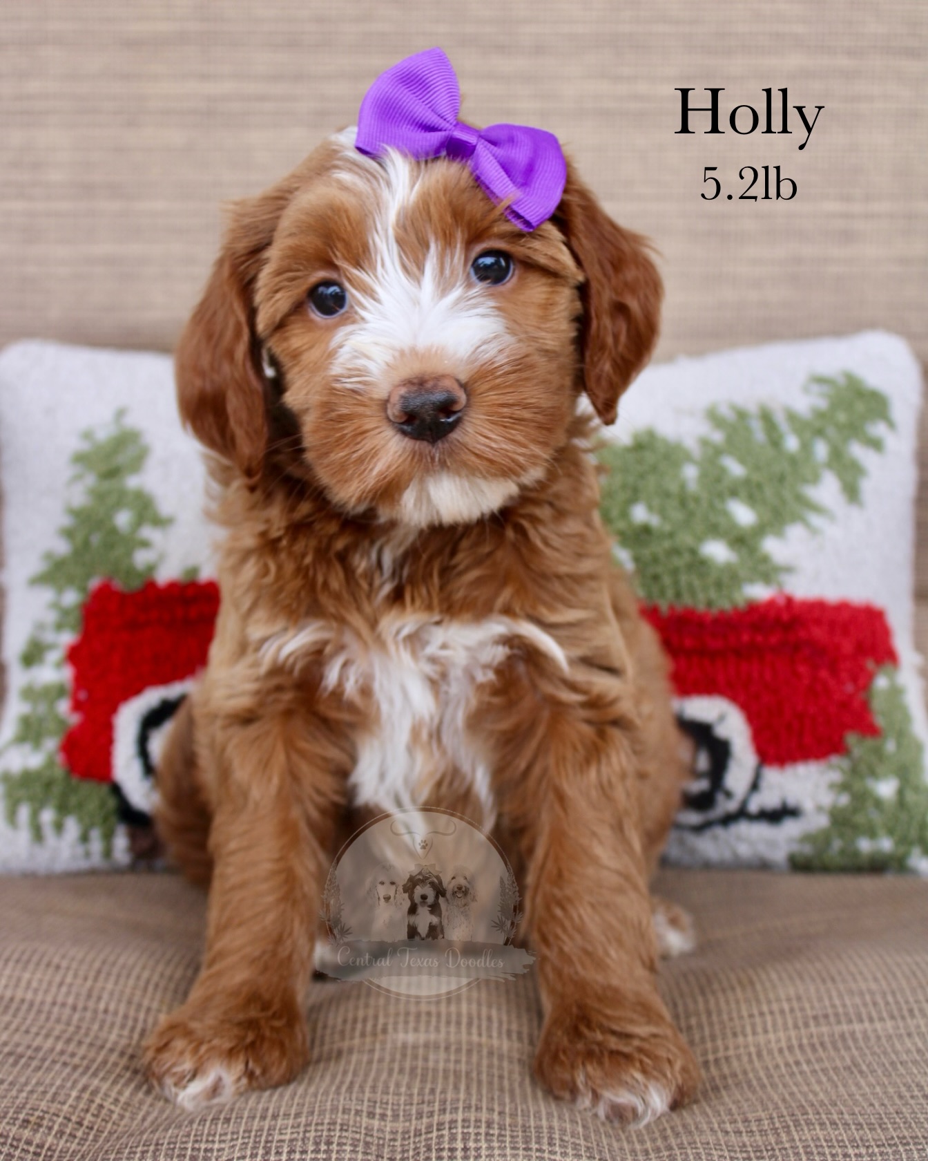 Peach’s sweet minis are seven weeks of pure perfection 🤭 All of our time is spent wrestling and snacking! There isn’t much these littles don’t like to do 😝 We are gearing up to meet our families in just 7 short days!!🏠