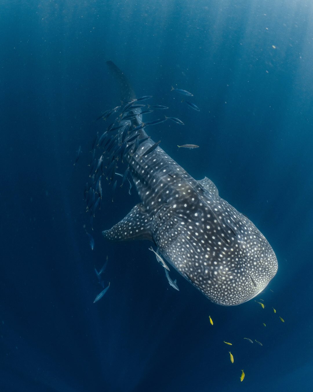 One week, three unforgettable adventures.
All included in our biggest-ever Black Friday Sale.
#whalesharks #humpbackwhales #mantarays