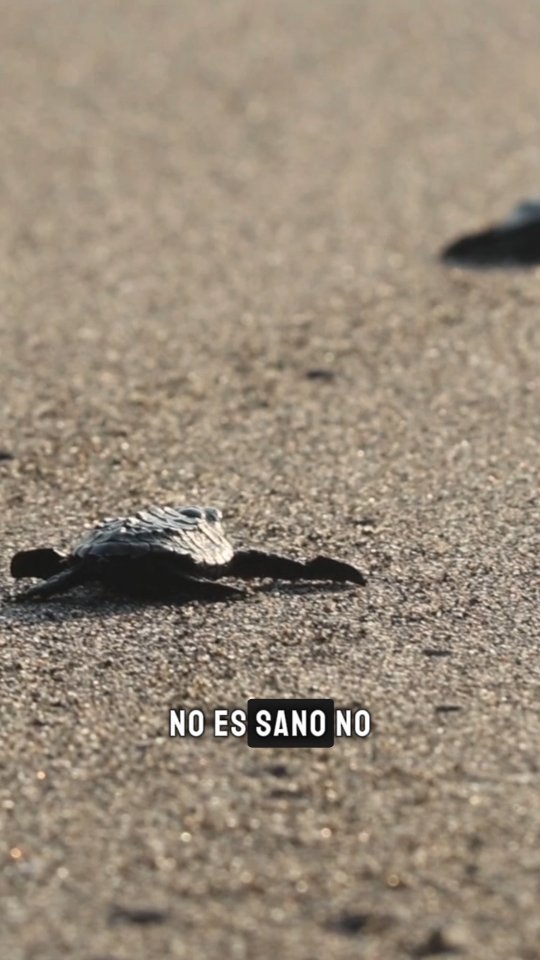 La tortuga golfina se encuentra en grave peligro
Solo TU puedes hacer la diferencia
#educacionambiental #tortugasmarinas #tortugagolfina #mazatan #chiapas