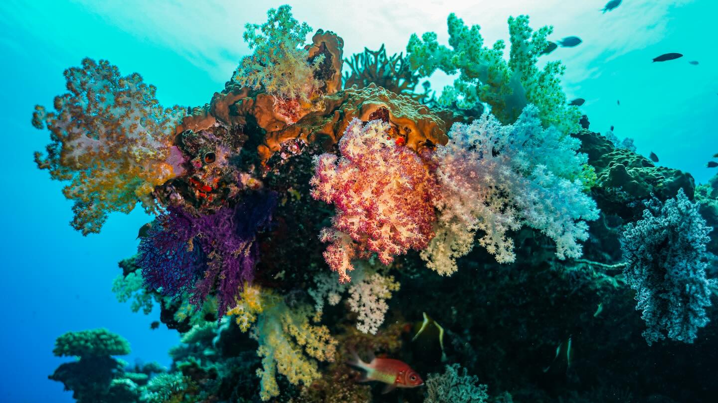 One of our favorite pictures and favorite sights since we’ve been doing this. Captured at a beautiful reef off Savusavu, Vanua Levu, Fiji. Image by @jolyoncollier1