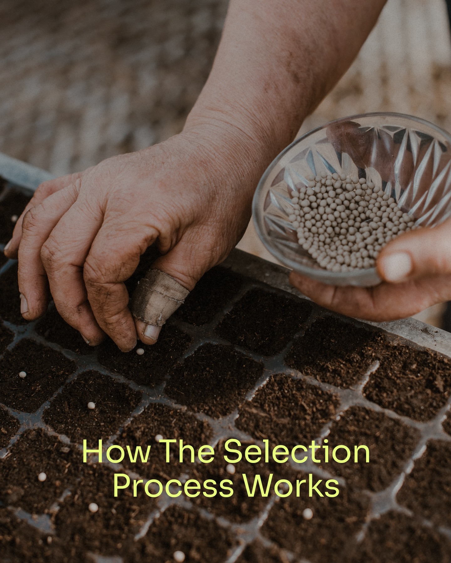 Applications are now closed for the 2026 Top 50 Farmers cohort!
Curious about what happens next?
The applications are now passed to the Selection Committee who review each one with deep appreciation for the work, passion, and commitment behind it.
Over the coming weeks, we will be introducing you to each member of the committee right here.
👉 Swipe through to read more about the different stages of the Selection Process including when the 2026 cohort will be announced!
💌Hit the link in our bio to join our newsletter, be the first to receive an invitation to the Recognition Ceremony and meet the next cohort.
#top50farmers #t50f2026 #T50F #regenag #regenerativeagriculture #regenerativefarming #soilhealth #knowyourfarmer #futureoffarming #europe