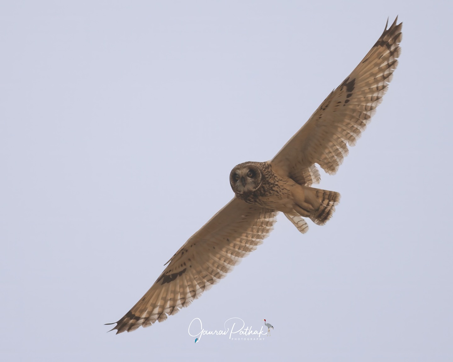 Short-eared Owl (Asio flammeus) – Watching one glide low overhead is always a thrill. Wings steady, head fixed, every movement purposeful. But the air isn’t always friendly. In one of the frames, a Shikra darts in, mobbing the owl with sharp, fast passes. It’s a reminder that these open-country hunters face more than just the challenge of finding prey.
Short-eared Owls live in exposed landscapes and often share space with other territorial raptors. Encounters like this aren’t rare. They deal with constant pressure from aggressive neighbours, shrinking hunting grounds, and frequent disturbances. Yet they fly with the same calm purpose, threading through the fields as if the sky belongs to them alone.
Seeing them hold their own, even in the chaos of a mid-air chase, adds another layer of respect for a bird that survives on instinct, agility, and quiet resilience.
.
Location - Gurgaon
Shot on Canon R5
Canon RF600mm F4 L IS USM
.
#canonrf600mmf4 #animalplanet #kings_birds #bbcearth #birdphotographers_of_india #bbcwildlifepotd #best_birds_of_ig #birds_captures #bestbirdshots #bird_brilliance #birds_adored #canonasia #canonedge
#capturedoncanon #birds_nature #discoverychannel #discoverychannelindia #earthcapture #canwithcanon #photoscapeofthemonth #morebirdpics #natgeoindia #natgeoyourshot #nature_brillance #ssptalenthunt #nuts_about_birds #planetbirds #raw_birds #your_best_birds #yourshotphotographer