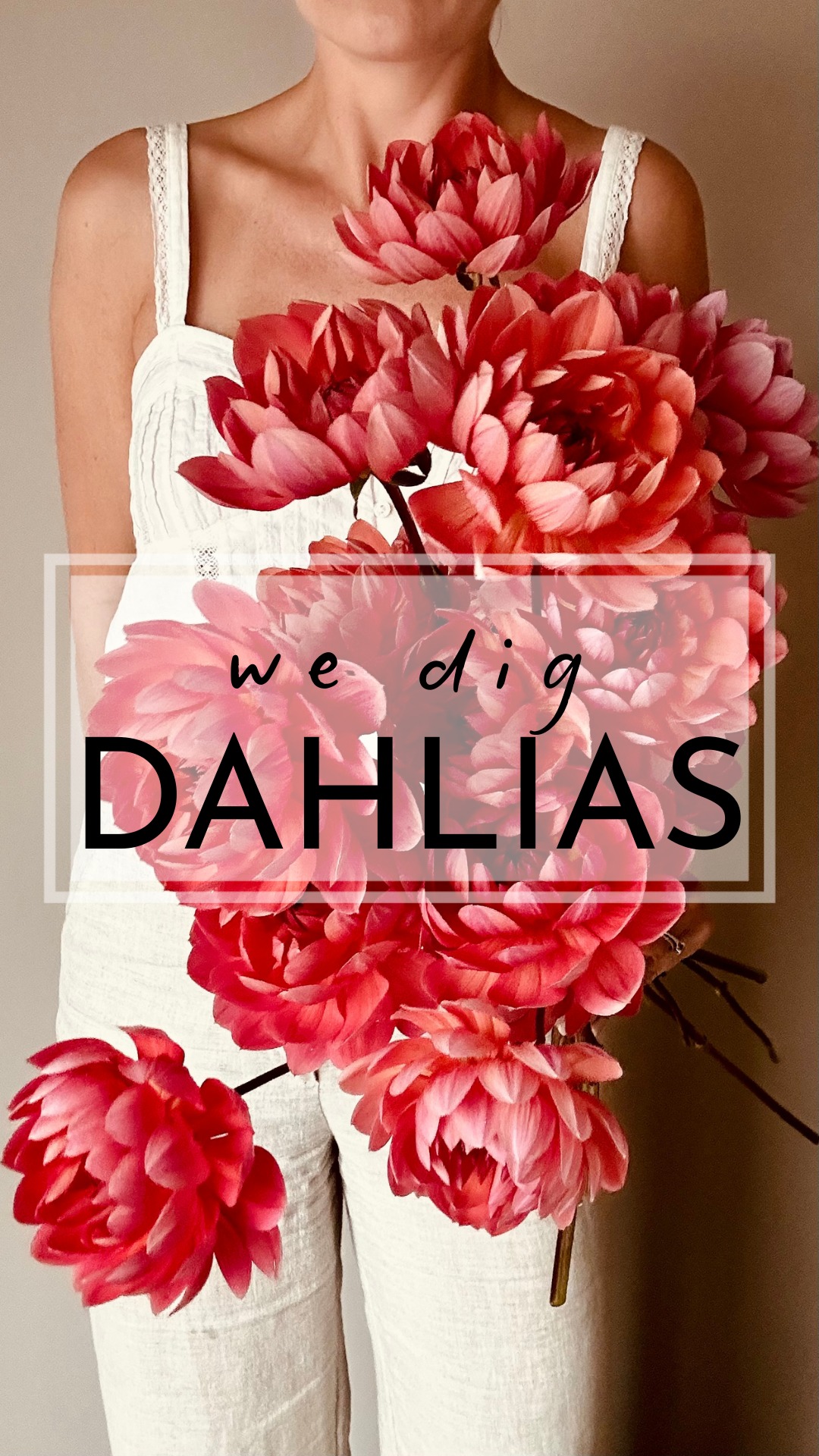 We dig dahlias!
För några veckor sen grävde vi upp våra dahlior. Det känns alltid lika spännande att få se vad som gömmer sig där nere i jorden 💃 alla knölar mådde bra och vissa hade vuxit sig riktigt riktigt stora 🙌😍
We dig dahlias!
A few weeks ago we dug up our dahlias. It always feels so exciting to see what's hiding down there in the ground 💃 all the tubers were doing well and some had grown really really big 🙌😍
#storiesandcreations #dahliadesire #uniquedahlias #dahlia #dahliafever #dahliaheaven #snittblommor #slowflowers #närodlat #dahliaheaven #blomsterisäsong #enköping #dahliasommar #dahliasofinstagram #flowerfarm #dahliaseason #dahlialove #unicorndahlia #diggingdahlias