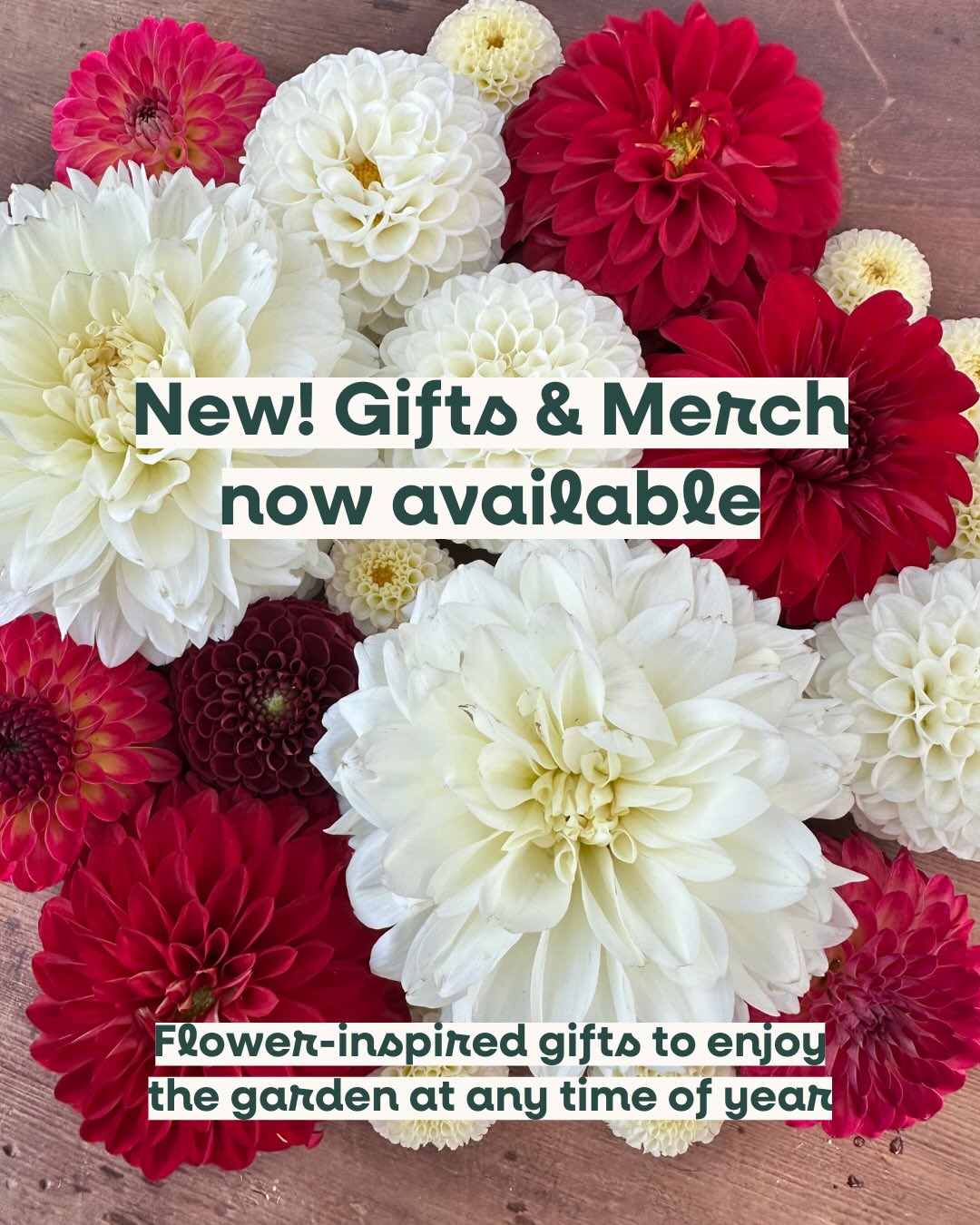 New in the shop — Gifts & Merch! 🎁
Handmade ornaments, notecards, dried floral arrangements, shirts, and gift cards — perfect for gifting (or treating yourself).
Shop now: happyinthedirt.com/giftsmerch