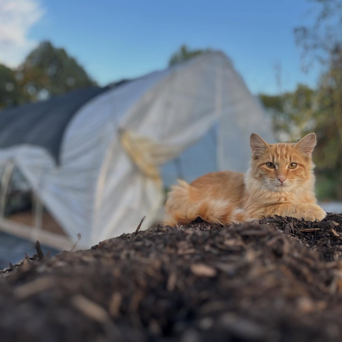 It’s a Black Friday miracle! Finally caught the elusive “Shaggy.” Not only is he the prettiest stray on the farm, but he’s very wary of people (so he’s smart too). It’s taken a lot of patience and time trying to get him comfortable around me enough for him to feel safe eating in the trap. I’m sure the good pâté usually reserved for the kittens didn’t hurt either😽. Now off to @kcpetproject for neutering and health check.
Also! Our first adopt-out! The little siamese kitten was fostered by our employee Karley and her partner Adam until they found a good home for her with one of their friends
