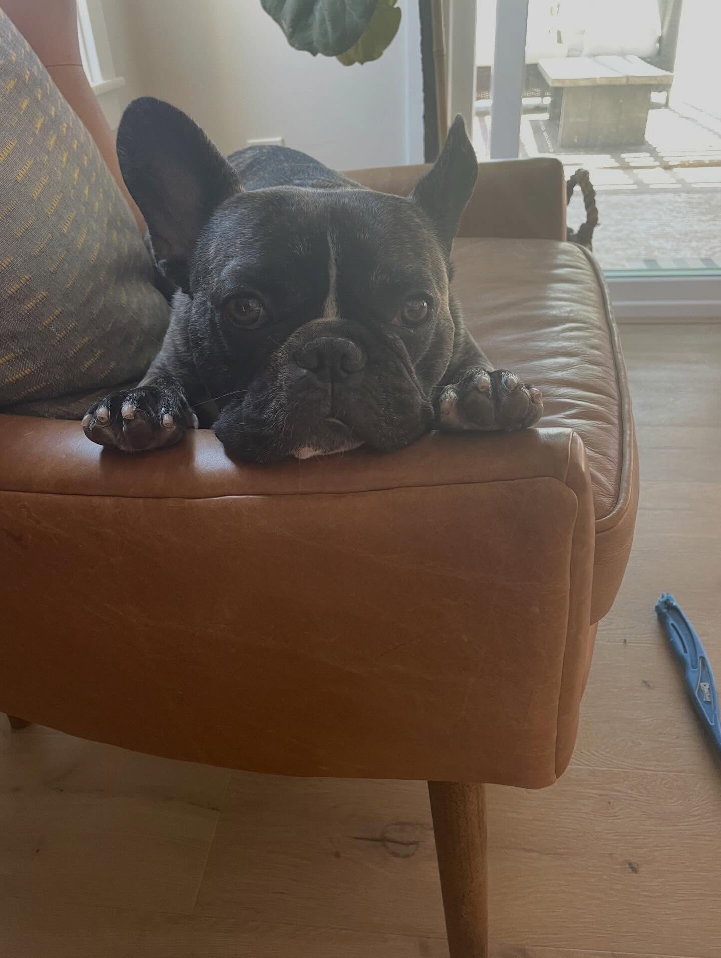 A courtesy post, this cutie is Bud. ⭐️
Bud has found himself needing a new home. He is currently in San Diego but can be transported up to the PNW for the right home.
Bud is a 5 year old, French Bull dog. Neutered and vaccinated.
🏠Bud is need of a quiet home, aka no kids or dogs.
🐈⬛He is good with cats.
🧑🦰Bull dog experience preferred, patience and calmness required.
Bud is crate and potty trained.
Apply today and we will connect you with his caretaker to discuss if it will be a good fit.
Www.RescueUnleashed.org
#adoptdontshop❤️ #frenchie #frenchbulldog #bud #rescueunleashed