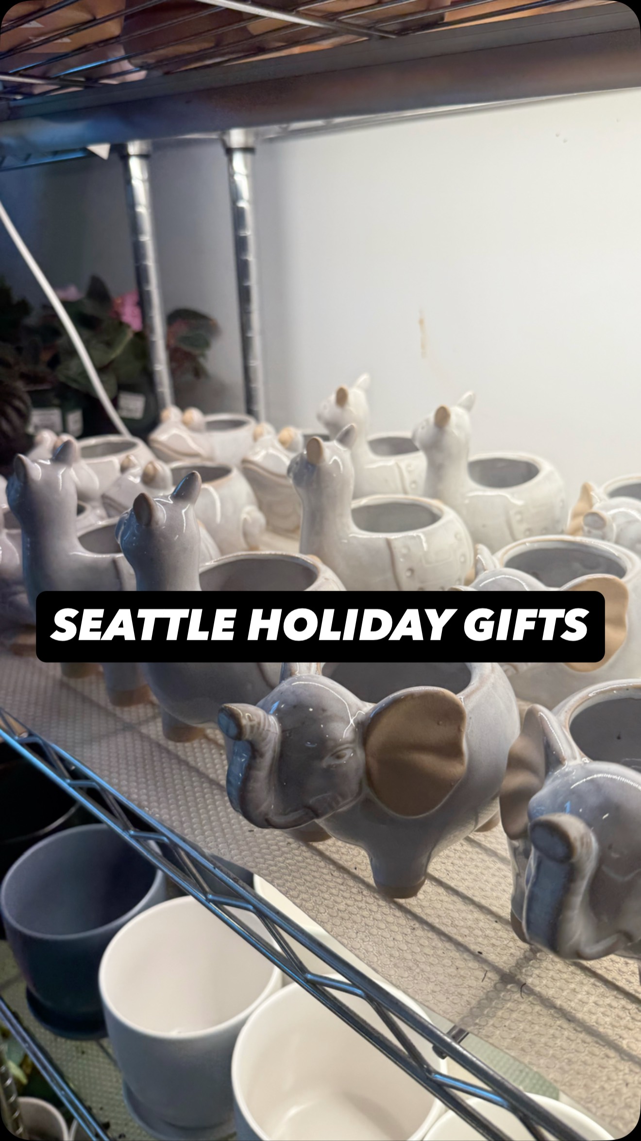 If it fits under the tree, it’s a gift 🎁
BooSH hats, animal pots & fresh plants ready for the holidays 🪴🐶
#booshnursery
#HolidayGifts
#ShopSmall
#PlantGifts
#PlantShop
#Houseplants
#PlantTok
#PlantLovers
#PlantStore
#SeattleSmallBusiness
#SeattlePlants
#PlantParents
#GiftsUnderTheTree