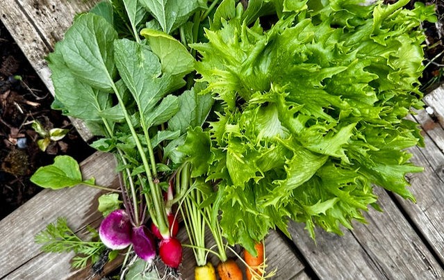 Fresh from Suffolk 🥬
From rainbow radishes to leafy greens, our veg plug range is bursting with flavour and colour. Each plant is started right here at Botanico, grown for strong roots and easy success in your garden beds or containers.
Curious about what’s cropping up next? Tell us your must-grow veg below—or spot your favourites in this week’s arrivals! 🌱
#botanico #vegplugs #vegetablegarden #growyourown #ukgardens #plantmail #sustainablegardening #rareplants #gardeninguk #allotmentlife