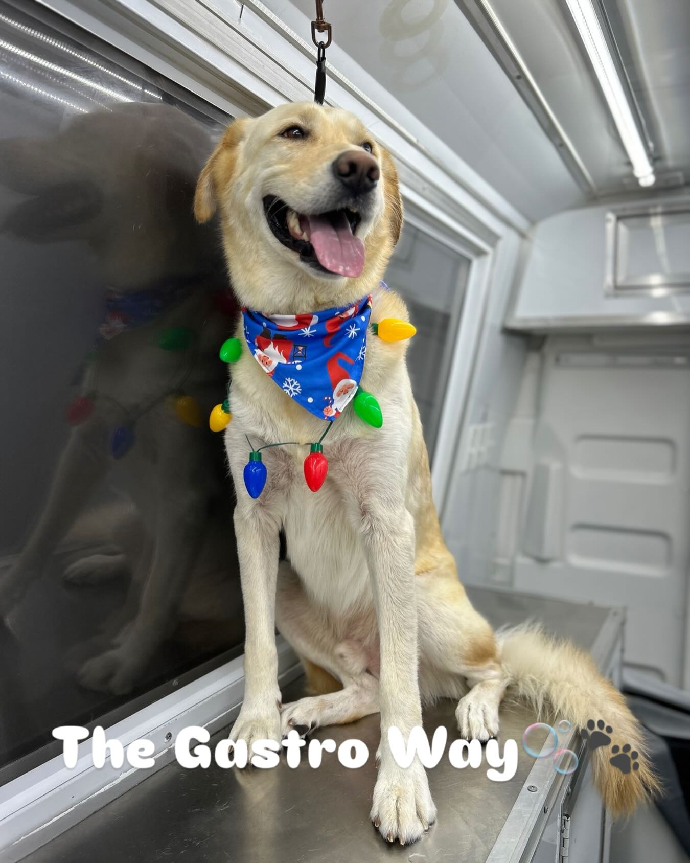 Fancy Sammy was all smiles and geared up for Christmas after a spa day with Gastro Mobile Dog Wash🐾🧼🛁🫧🎄The Gastro Way🎅🏼🐾