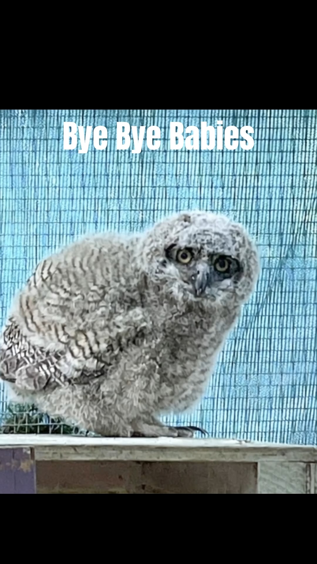 The last of this year's babies have grown up and been released back home to the wild. Help WERC restock for the coming spring. Link in Bio #wildliferescue #morganhill #gilroy #saveourwildlife