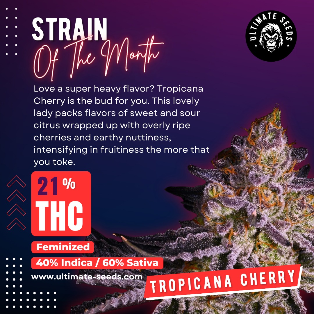 Voted strain of the month January: Our feminized "Tropicana Cherry". Love a super heavy flavour? Tropicana Cherry is the bud for you! 🍒🍒🍒💚🔥