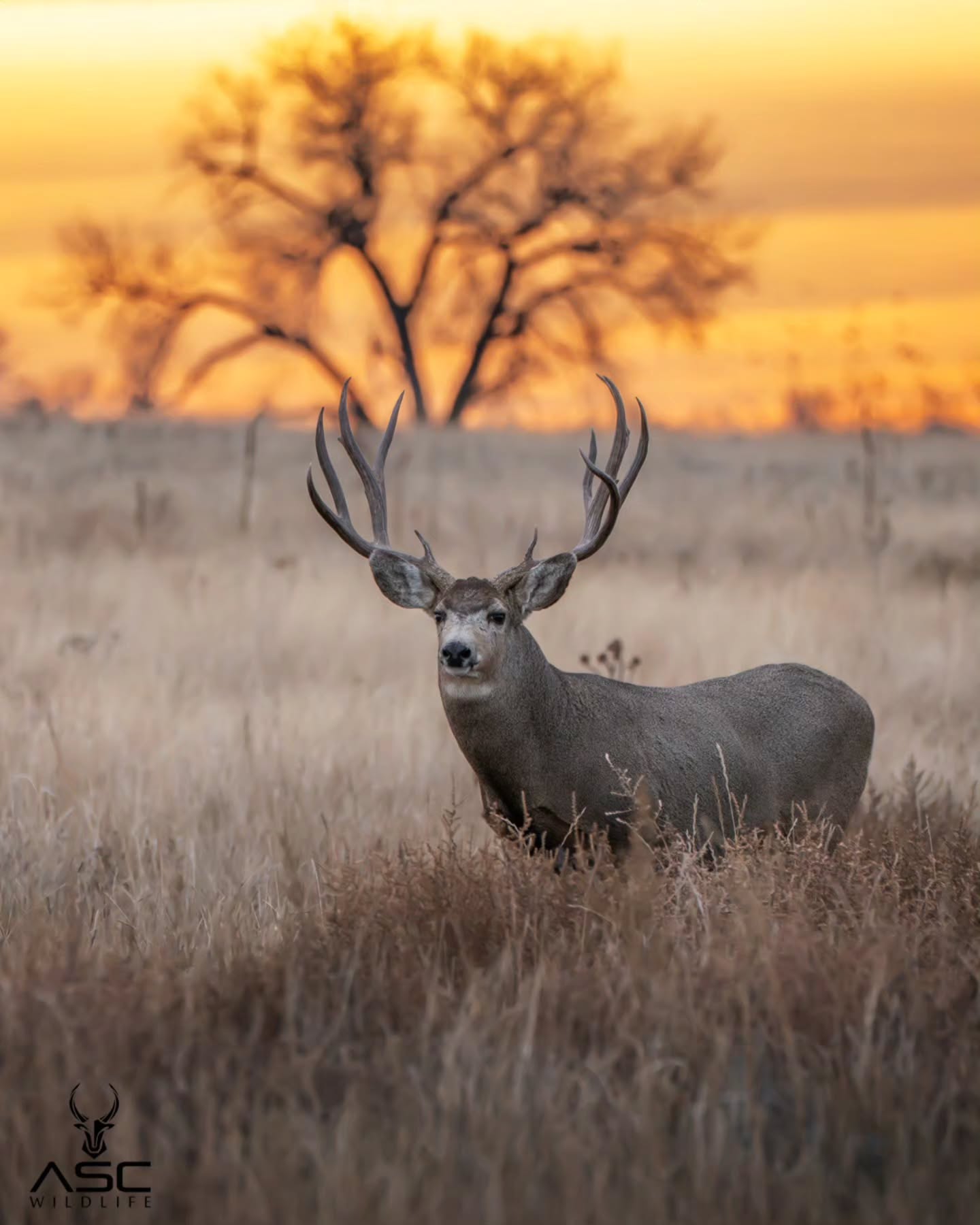 Nice mule deer buck at sunrise. There were a few other bucks nearby and he wandered off to himself looking for does on the other side of the lake. It was a great morning with an awesome buck.
Photography by @ascwildlife
.
.
.
#wildlifephotography #muledeer #buck #wilddeer #wildlife #colorado