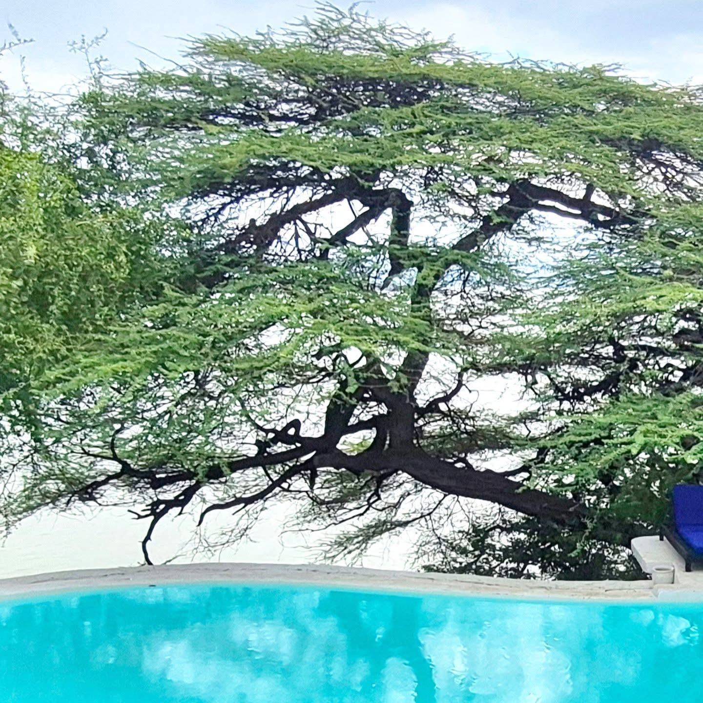 Providing some much needed shade over the pool is our magnificent tortillis tree. #teddybearbaringo #lakebaringo #islandlife #greatriftvalley