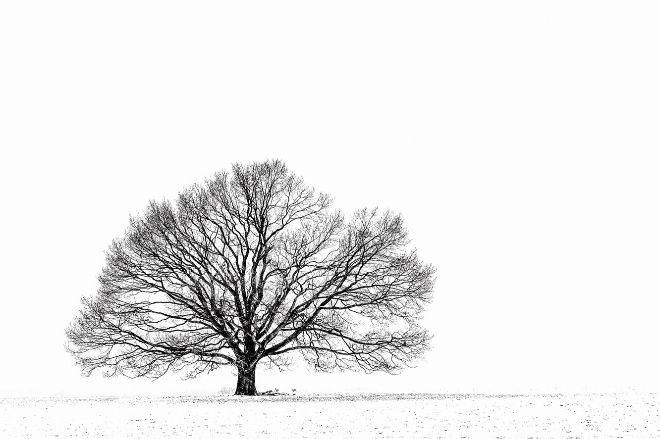 My favorite tree. It somehow inspired my love for minimalistic snowscapes.
In my home region, seeing old trees in the middle of fields has become a rarity. In the past, seeing those little „islands of life“ in our agricultural landscapes was very common. Not only are they resting places and food sources for all kinds of animals but they also provide shadow in the summer heat. I remember a very similar tree in the middle of a „pick-your-own strawberry field“ where you only had to pay for the strawberries you took home - under that tree we had lots of strawberries during the summers.
