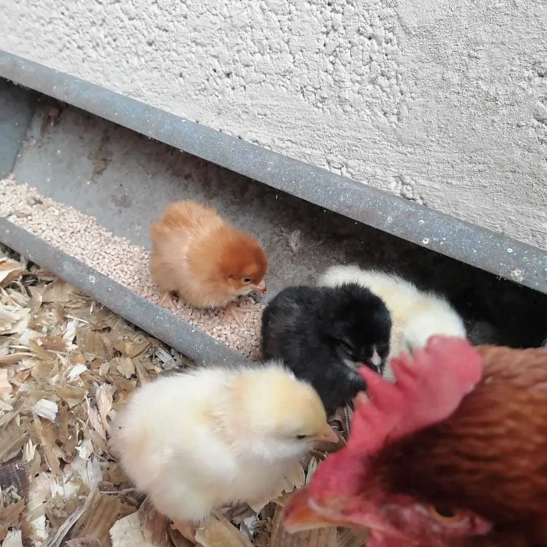 🌿 Why We Don’t Join Black Friday
These days, the world rushes toward discounts, countdowns, flash sales, and impulsive shopping.
We don’t. And I’d like to explain why.
At Brawliemuir Farm, we believe the value of a product is not measured by how quickly it can be sold, but by the time, care, risks, and passion required to create it.
Our products — whether honey, wool, beeswax, or handmade treats — are never guaranteed.
They depend on nature, on the animals, on the weather, on the seasons.
Every year is a gamble, an act of trust, responsibility, and dedication.
Every item that reaches your hands represents:
* hours of real work,
* decisions made by putting nature before profit,
* personal sacrifices,
* respect for animals and the environment.
For this reason, we consciously choose not to take part in Black Friday, Cyber Monday, or any other aggressive discount campaigns.
They do not belong to our culture, nor to the European tradition of craftsmanship and quality, and they are not compatible with a way of working that follows natural cycles and ethical production.
The price of our products is fair all year round:
balanced, honest, and aligned with the risks, seasons, and daily commitment behind them.
It is not a price “inflated to be discounted,” but the outcome of transparent, sustainable, human work.
💚 Our quality will never be on sale.
💚 Our ethics will not bend to global consumerism.
I hope you can understand this choice and continue to support local small businesses that, like us, cannot — and do not wish to — chase a market strategy that sacrifices value for the sake of selling fast.
Buying local means supporting a healthier, more human, and more respectful economy.
Thank you, always, to those who choose to do so.
Brawliemuir Farm🌾💛
Matteo
#brawliemuirfarm #johnshaven #farmscotland #farmlife #scottishhoney #scottishbeekeeping #naturaldiversity #aberdeenshire