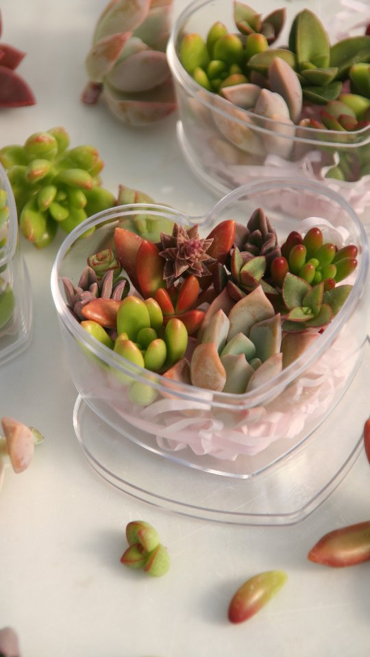 Frisch geschnitten, mit Liebe verpackt 💚
So ziehen meine Sukkulenten-Stecklinge in die Herz-Stecklingsbox ein – bereit für neues Wachstum ✨🌿
#stecklingsbox #sukkulentenliebe #pflanzenvermehrung #herzstecklingsbox #plantreel #pflanzenliebe #grünerdaumen #urbanjungle #kaktusgaertnerei
