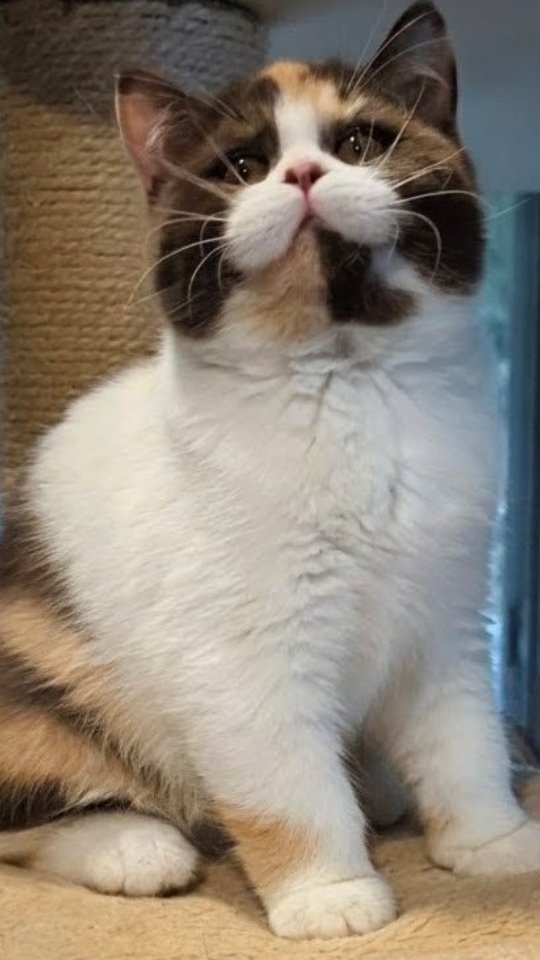 Showing off my available British kittens. Hope everyone is getting in a cheerful holiday mood!
#loveofbrits #britishkitten #britishshorthair #britishlonghair #kittensforadoption #kittensforsale #cutekitten