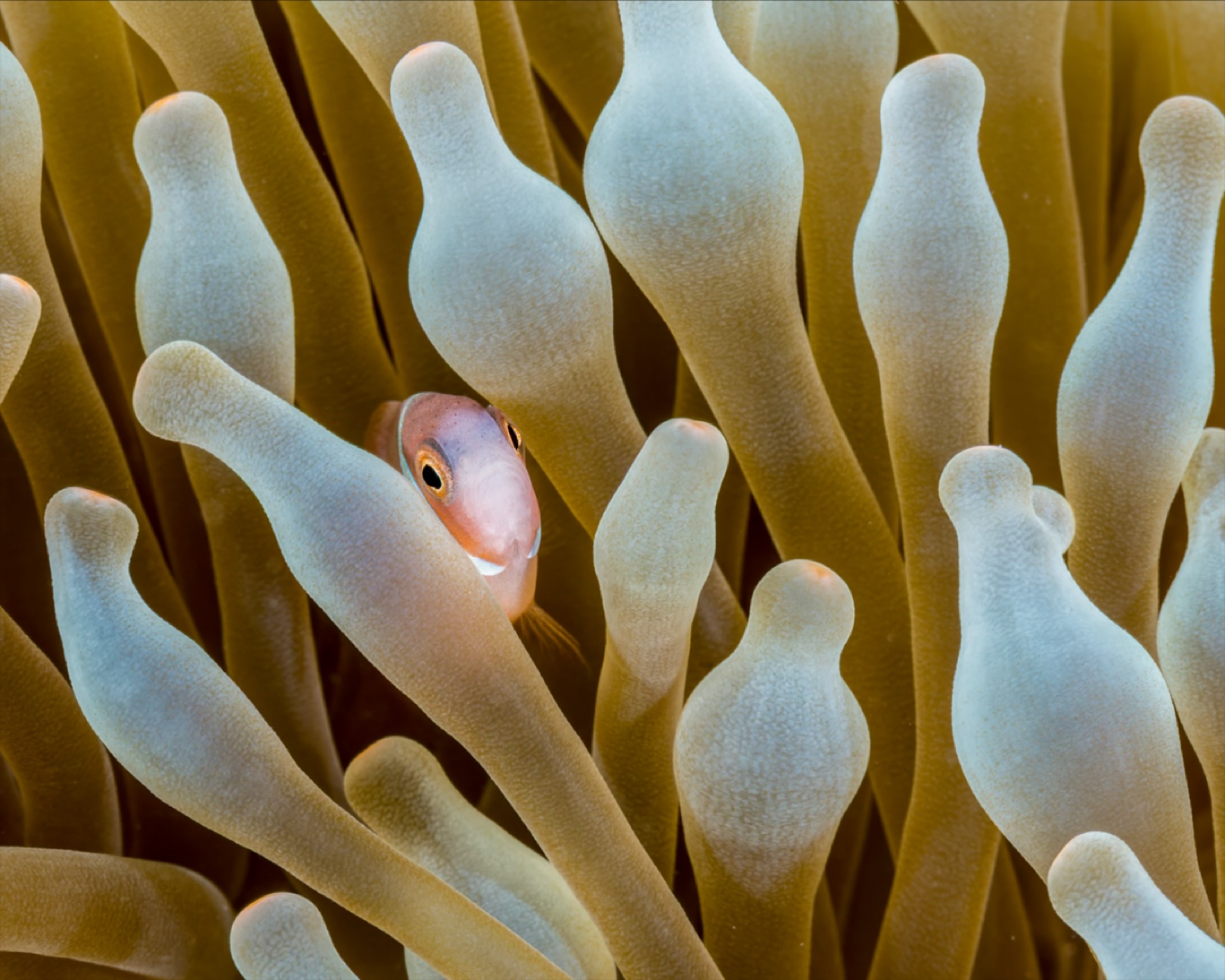 ๐ ๐๐๐๐ ๐๐๐๐ ๐๐๐๐๐๐
โ
โSometimes, the simplest moments take our breath away.
โ
A tiny juvenile anemonefish peering out from the safety of its anemone home โ cautious, curious, and completely captivating.
โ
Encounters like this remind us why we love underwater photography. We donโt always need to find the rare or the dramatic. Even a common species, seen in the right light, can tell an extraordinary story.
โ
๐ธ Captured at Havannah Harbour, Vanuatu โ proof that joy and wonder are found in the details, not the depth.
โ
๐ธ John Warmington
โ
โMessage or visit our webpage for more details at:
โ
โ๐๐๐.๐ฐ๐ฟ๐ถ๐๐๐ฒ๐ฟ๐๐ฝ๐ผ๐๐๐ฒ๐ฟ.๐ฐ๐ผ๐บ
โ
โโWhy not relax and spend a few days away โ dive and stay at Karma Waters Villa
โ
๐ต๐๐๐ฝ๐://๐ฎ๐ถ๐ฟ๐ฏ๐ป๐ฏ.๐ฐ๐ผ๐บ/๐ต/๐ธ๐ฎ๐ฟ๐บ๐ฎ๐๐ฎ๐๐ฒ๐ฟ๐
โ
#UnderwaterPhotography #VanuatuMoments #DiveVanuatu #KarmaWatersVanuatu #ReefCritters