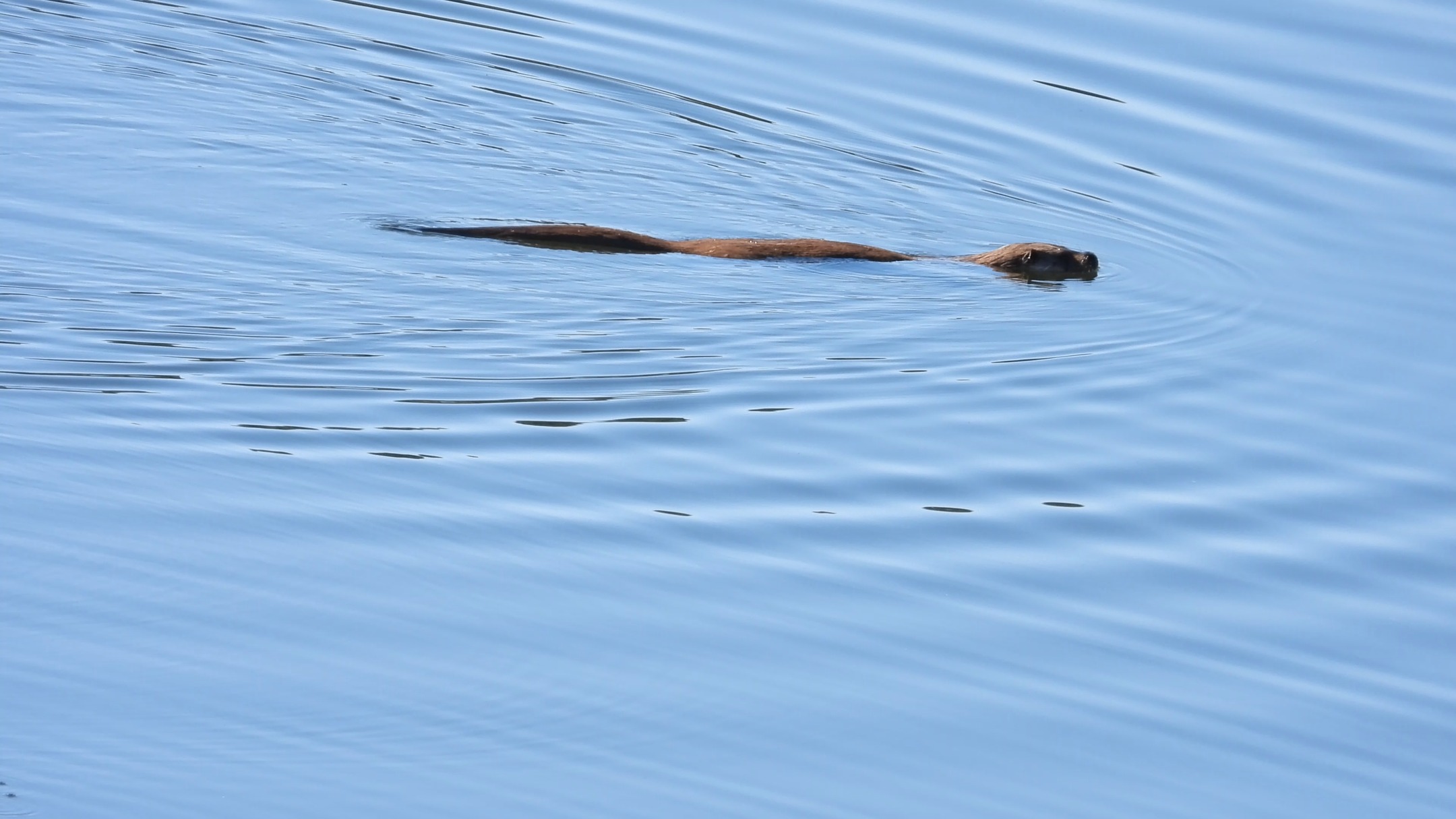 🇬🇧 Discreet, playful, and surprisingly adaptable, the Eurasian otter (Lutra lutra) is a species that inspires admiration, and one of the main highlights of our wildlife safaris.
It can survive even in degraded environments, reminding us of its remarkable resilience… and of the responsibility we bear toward our ecosystems.
🔍 What makes it so special?
• Its streamlined body and waterproof fur make it an exceptional swimmer.
• It feeds on fish, amphibians, and small invertebrates, playing a key role in the balance of river and wetland ecosystems.
• Its curious nature and playful behavior—sliding along the banks or diving with agility—have turned it into a symbol of vitality and connection to water.
Would you like to try observing it this closely?
Join us on one of our safaris in Sierra Morena, Jaén.
www.lyncisecoturismo.com
lyncisecoturismo@gmail.com
(+34) 603 90 74 35
🇪🇸 Discreta, juguetona y sorprendentemente adaptable, la nutria europea (Lutra lutra) es una especie que despierta admiración y uno de los principales objetivos de nuestros safaris. Es capaz de sobrevivir incluso en entornos degradados, recordándonos su enorme resiliencia… y también la responsabilidad que tenemos sobre nuestros ecosistemas.
🔍 ¿Qué la hace tan especial?
• Su cuerpo alargado y su pelaje impermeable la convierten en una nadadora impecable.
• Se alimenta de peces, anfibios y pequeños invertebrados, desempeñando un papel clave en la dinámica de los ríos y humedales.
• Su carácter curioso y sus juegos —deslizándose por orillas o buceando con agilidad— la han convertido en un símbolo de vitalidad y conexión con el agua.
¿Te gustaría intentar observarla así de bien?
Acompáñanos a uno de nuestros safaris en Sierra Morena de Jaén.
www.lyncisecoturismo.com
lyncisecoturismo@gmail.com
(+34) 603 90 74 35