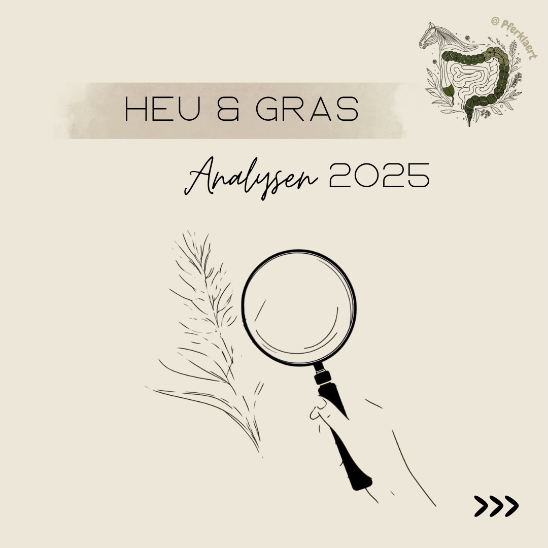 Gutes Grundfutter ist die Basis jeder ausgewogenen Pferdefütterung. Aber: Erst eine Analyse zeigt, was wirklich im Heu und im Gras steckt und was eben nicht.
Vielleicht sitzt du gerade selbst vor deinen Heuwerten und fragst dich:
👉 Ist das noch gut?
👉 Ist das schlechter geworden?
👉 Muss ich jetzt alles umstellen?
Genau deshalb habe ich mir die durchschnittlichen LUFA Nord-West Analysen 2025 für Heu und Frischgras angeschaut.
✨ Die wichtigste Botschaft vorweg: Nein – unser Heu hat sich 2025 nicht plötzlich massiv verschlechtert.
🔍 Die wichtigsten Punkte zum Gras
Die Auswertung der Frischgrasanalysen 2019–2025 zeigt, dass das Frischgras 2025 im Vergleich zu vielen Vorjahren deutlich nährstoffreicher ausfällt.
Rohprotein: 17,5 % TS → 🔼 höher als viele Vorjahre
Zucker gesamt: 18,3 % TS → 🔼 relativ hoch
Energie (ME 11,5 MJ) → 🔼 gut bis hoch
Kalium: 2,69 % TS → 🔼 hoch
Magnesium & Calcium: im Normbereich
Phosphor: eher knapp, aber noch im Zielbereich
➡️ Insgesamt ist das Frischgras 2025 energiereich, eiweißreich und sehr wachstumsstark. Es eignet sich gut für Jungpferde, Zuchtstuten sowie Pferde im Aufbau oder mit hohem Bedarf. Für leichtfuttrige Pferde sowie für Pferde mit Stoffwechselproblemen und Vorerkrankungen kann diese Zusammensetzung jedoch kritisch sein.
➕➖ Fütterung & Supplementierung
In der Praxis ist häufig eine Ergänzung von Magnesium sinnvoll, da es als Gegenspieler zu Kalium wirkt. Bei geringer Kraftfuttermenge sollte zudem auf eine ausreichende Phosphorversorgung geachtet werden. Salz (Na) sollte ebenfalls ergänzt werden. Zusätzliche Energie oder weiteres Eiweiß sind in der Regel nicht notwendig, sondern es liegt vielmehr eine Überversorgung vor.
🔍 Die wichtigsten Punkte 2025 zum Heu
Rohprotein: 7,6 % TS → 🔽 niedriger als viele Vorjahre
Rohfaser: 32,8 % TS → 🔼 strukturreich
Zucker: 10,6 % TS → ⚠️ an der Grenze
Fruktan: 6,7 % TS → 🔼 erhöht
Energie: 7,0 MJ ME → moderat
Calcium, Eisen: ok bis hoch (wie fast immer)
Phosphor, Kupfer, Selen: 🔽 zu niedrig
Natrium, Zink: 🔽 deutlich zu niedrig
⬇️in den Kommentaren geht es weiter mit dem Heu⬇️