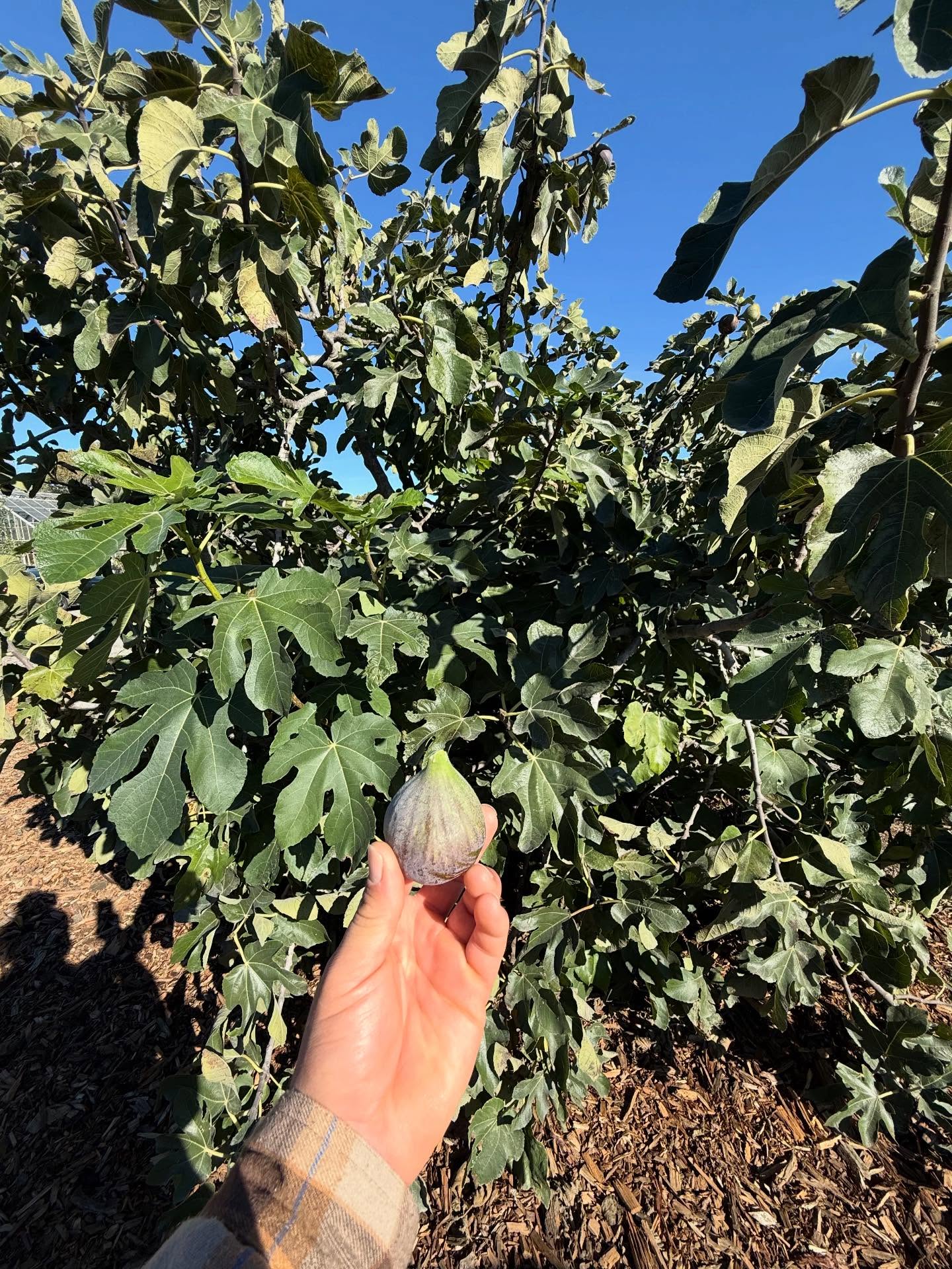 Did you know your landscape can be a pharmacy and a pantry? 🍓🍎🍋
Fresh figs, thriving here in Central Texas, are nutritional powerhouses! They are packed with fiber for digestive health, rich in essential minerals like potassium and calcium, and offer a natural, healthy source of energy.
Ready to grow wellness in your own backyard? Tap the link in bio to get in touch with us!
#ediblelandscape #foodforest #figs #growyourownfood #centraltexasgardening #gardening #greenthumb #outdoorspaces #gardenconsultations