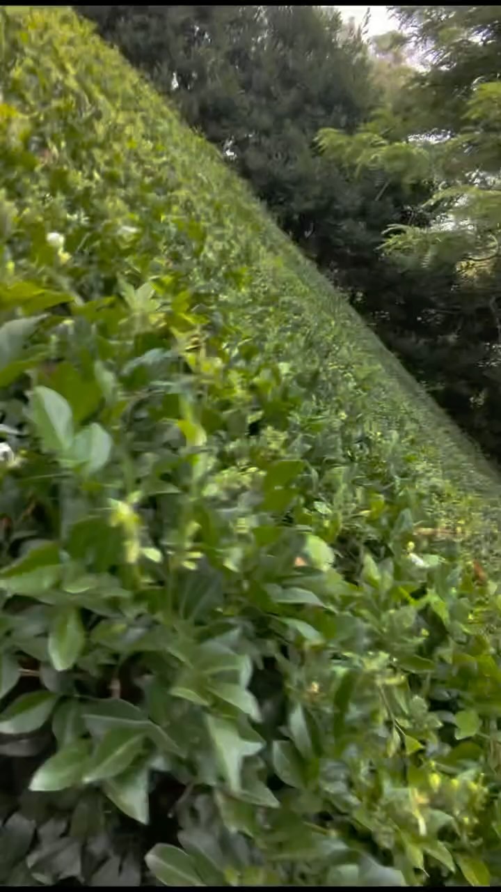 Thereās nothing quite like trimming fresh Murraya growth on a cool summers morning.
#melbourne #garden #gardenmaintenance #murrayapaniculata #summer