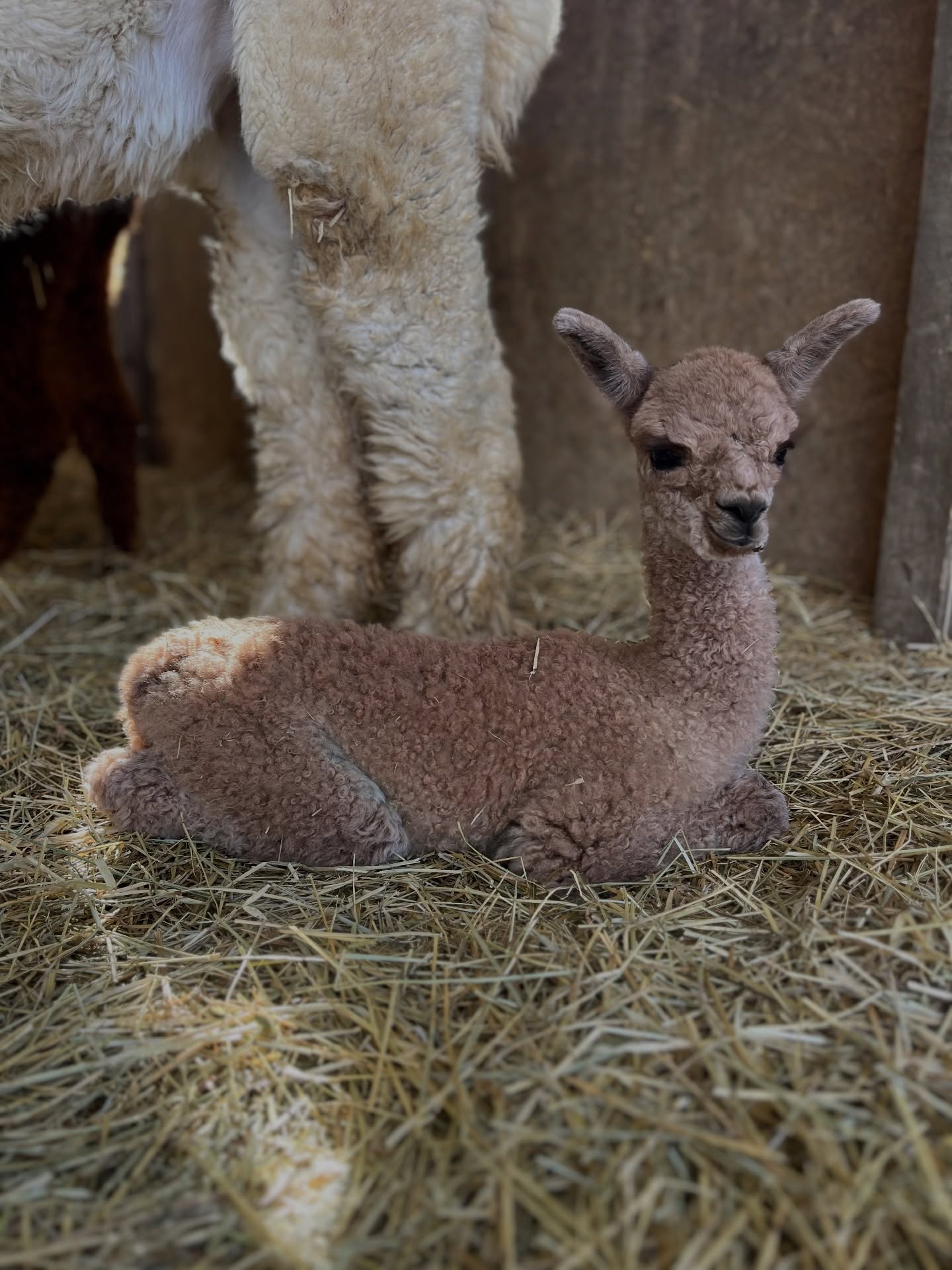 La nostra Bombay Della Foglia 🌸
Figlia di due genitori entrambi premiati come BEST in Show in Italia: Taipei Della Foglia e Signor Teddy Della Foglia
Questo è il risultato di quasi 17 anni di decisioni allevatoriali
Arrivare finalmente ad avere due campioni di questo livello e riuscire a produrre da essi una piccola cria in cui crediamo tantissimo!
#alpacadellafoglia #alpaca #alpacas #babyalpaca #allevatoriitaliani