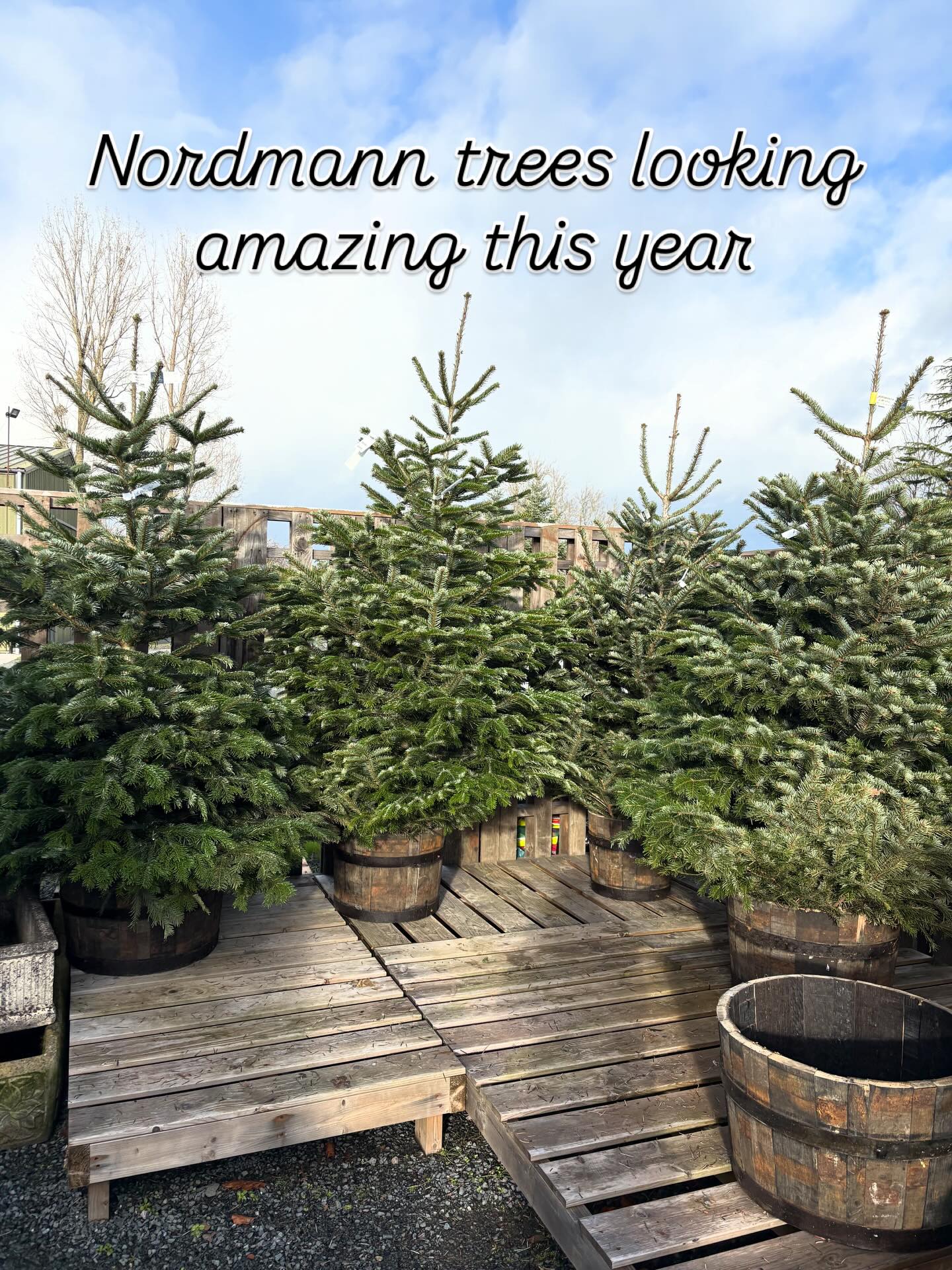 We have a fantastic range of Nordmann trees in this year from 5ft to 8ft and some beautiful Door Wreaths, so pop down and grab one before they’re all gone 🌲🎄