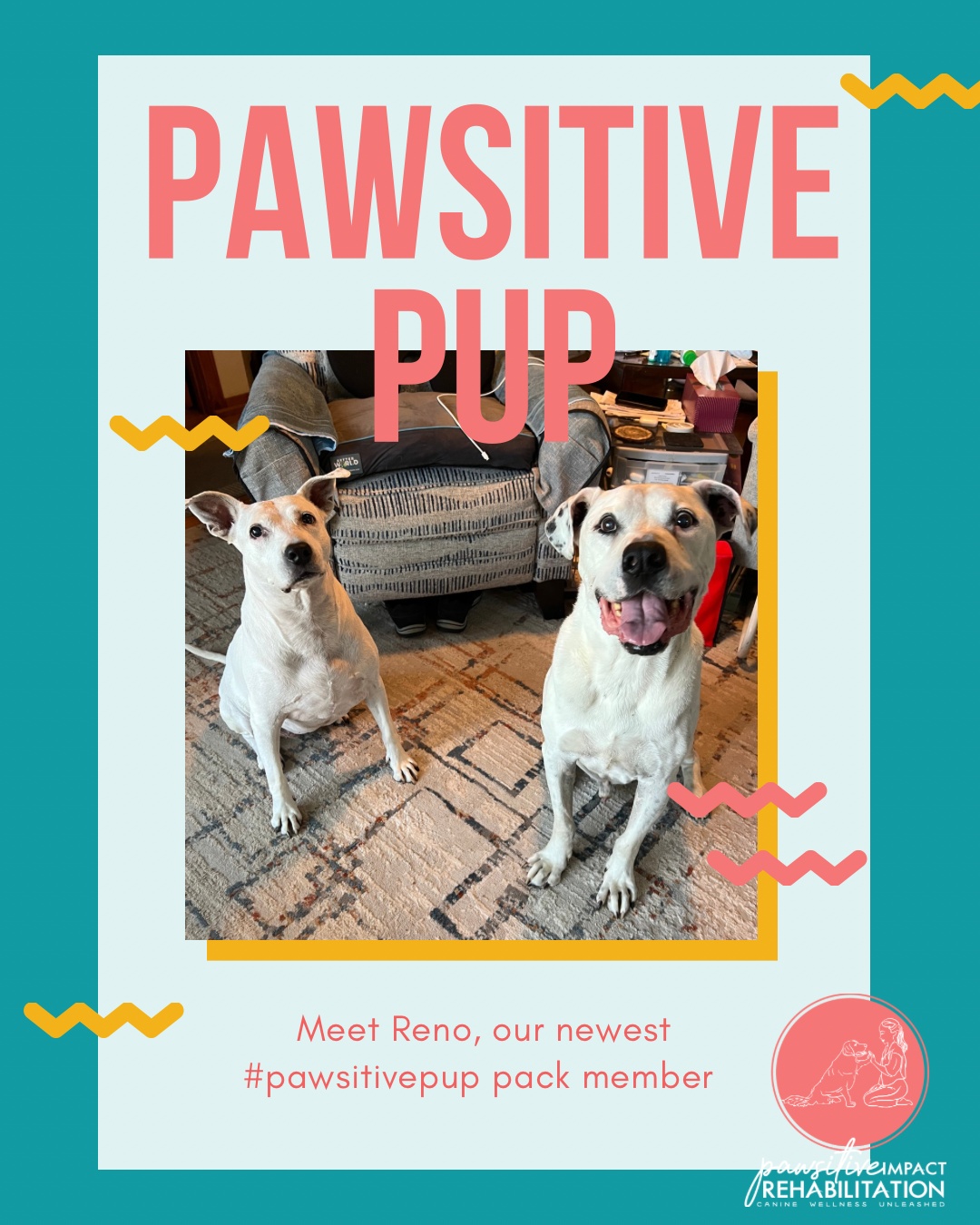 Meet Reno! 💙🐾
He’s starting rehab with us at Pawsitive Impact Rehabilitation after being diagnosed with DM — a slow, progressive condition (similar to ALS in humans) that affects the spinal cord and makes it harder for dogs to use their back legs over time.
Reno is facing this journey with so much courage, and he’s not doing it alone. His sister, Jasmine (pictured to his left), is right there supporting him every step of the way. 💛✨