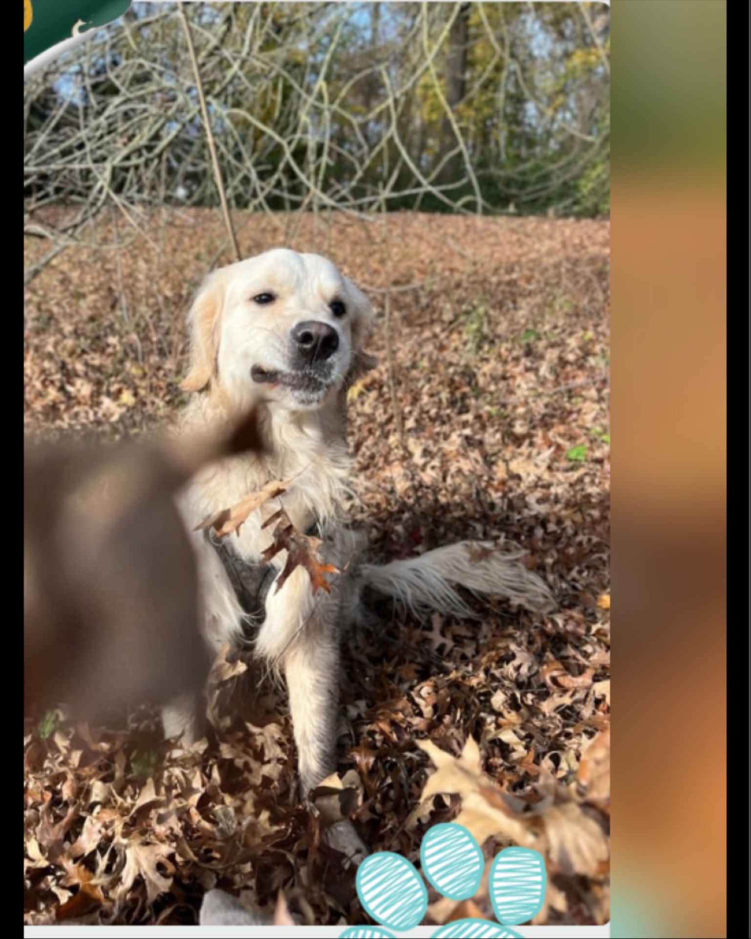 Voici Jack, golden Retriever au grand cœur… et aux grandes éclaboussures ! 🐾💛
Son truc préféré ? Les flaques de boue. Toutes. Sans exception. Si une flaque existe, Jack la trouve… et s’y transforme en expert du soin visage à l’argile. Besoin d’un masque beauté naturel ? Faites appel à lui ! 😄🫧
Jack aime tous les chiens, absolument tous. Chaque rencontre est une occasion de se faire un nouveau meilleur ami — et il y met tout son enthousiasme. Et si en plus il peut soutirer quelques caresses aux humains croisés en route, alors là, c’est le bonheur total.
Un rayon de soleil… parfois un peu boueux, mais toujours irrésistible. 🌟
#golden #dogwalkersofinstagram #dogwalkinglife #petsitters #petsitting #brussels #woluwesaintpierre #uccle
#Ixelle #auderghem #belgique🇧🇪 #happydog