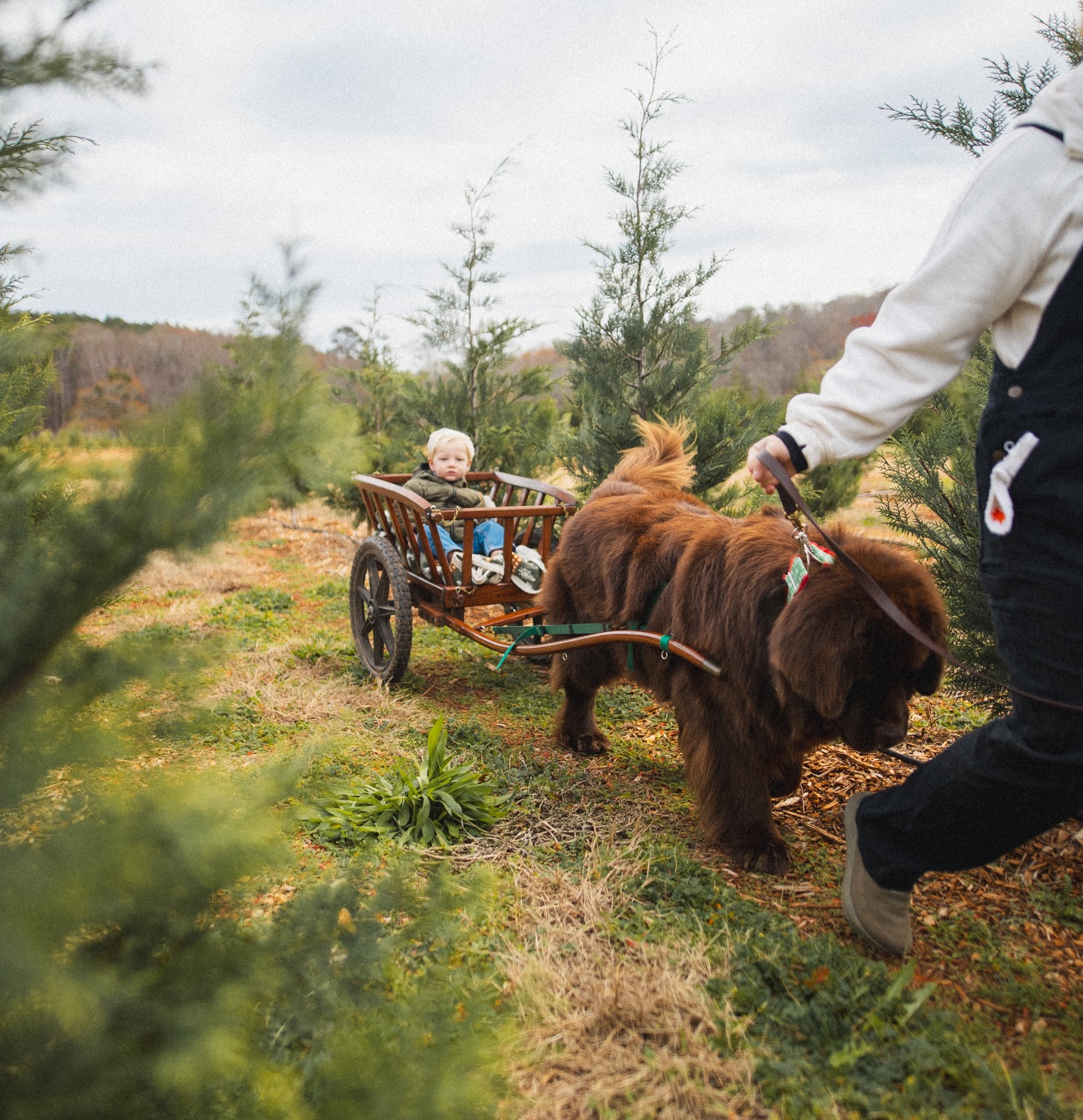 🐾 Our sweet Newfoundland dogs will be here from 11 AM – 4 PM
✨ Santa will be with us from 10 AM – 5 PM
Come make memories with your family — visit the farm animals, enjoy the hayride through the tunnel of lights, pick out your Christmas tree, and stop by Grandma’s Christmas Shop!
📍 A perfect day on the farm filled with Christmas magic ❤️🎄