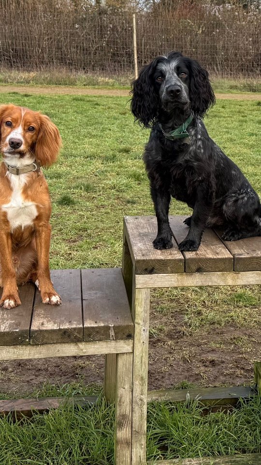 Rain or shine, we’re out here living our best lives 🌧🐶
These two reminded me today that joy is in the little things — a splash, a puddle, a good shake after.
Dogs really do know how to live in the moment.
If you want your pups to have this much fun pop me a DM 📧
#dogwalker🚶🏻♂️🦮💨 #rainydayfun #dogtrainer #wholesomemoments
Whose pups love a dirty puddle?