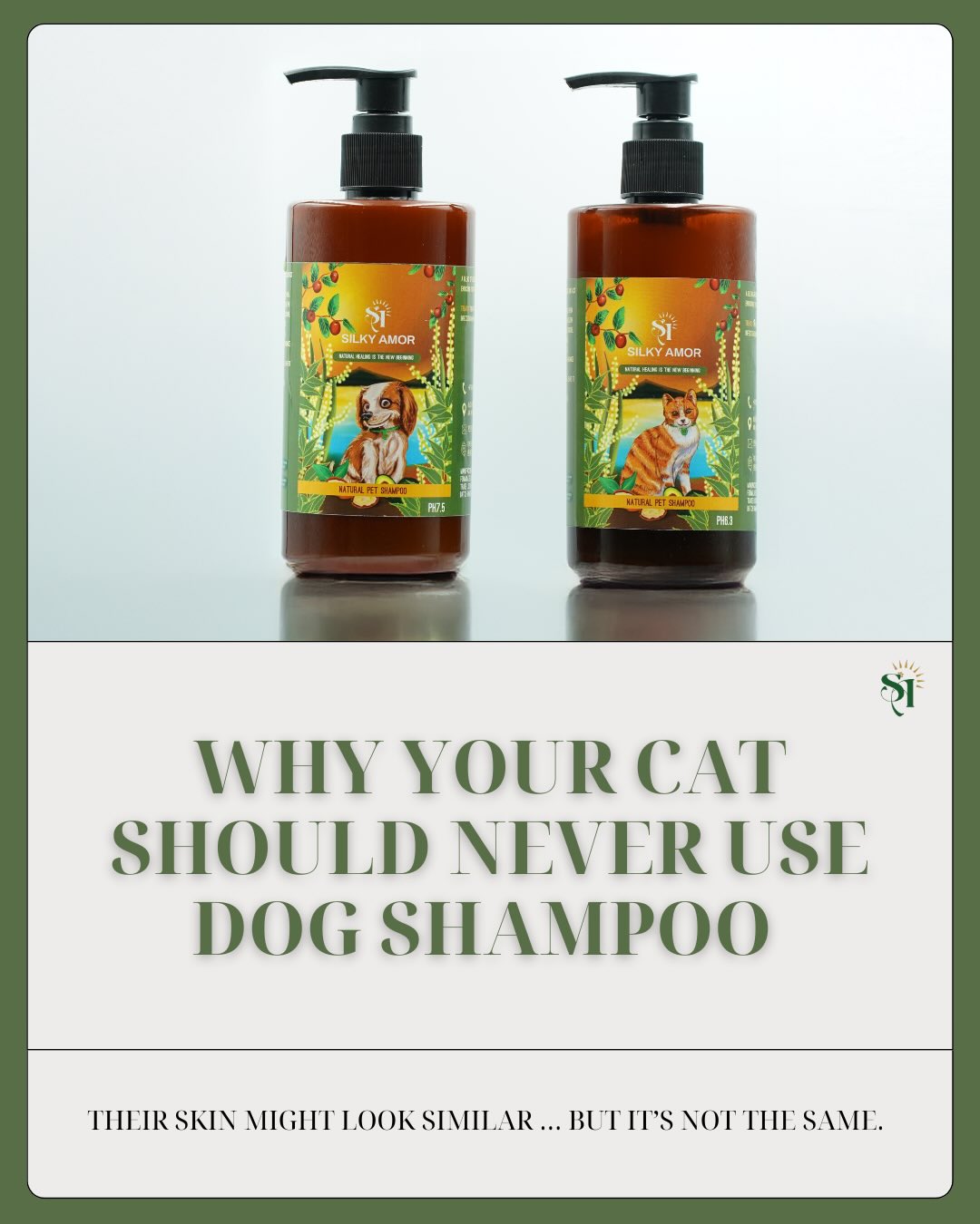 Your cat’s skin is thinner, more delicate, and more acidic than a dog’s — which means using dog shampoo can cause more harm than good. Swipe through to see the 4 key reasons a cat-specific shampoo truly matters. 💚🐾
#silkyamor #naturalpetshampoo #bathtime #petgrooming #doggrooming #dubai #petspa #happypets #dogsofdubai #catsofdubai #furryfriends #stressfreegrooming