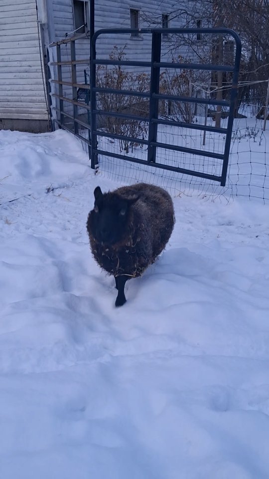 @saraguaraldi #sheep #snuggles
