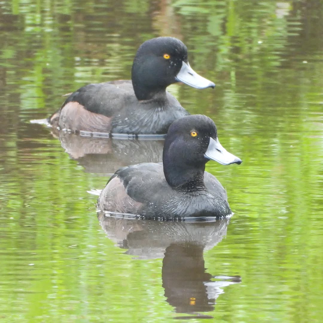Our beautiful Scaup, hanging out in some new spots around the Karamea district.
#karameascaup #aythyanovaeseelandiae #Karamea #karameawild #newzealand #nzlife #nzwildlife #wildnz #southisland #nzsouth #southislandnz #westcoastnz #nzwestcoast #tewaipounamu #paradise #umere #arapito #littlewanganui #birdsnz #nzbirds #wildsouth #kohaihai #oparara #birdshots #birdphotos #wildlifenz #Aotearoa #nzfauna #nzflora