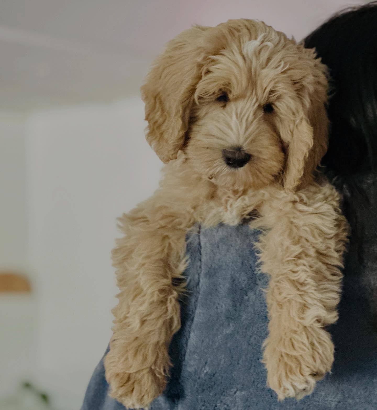 Im available for a guardian home๐๐ if you live near Mesa Arizona, check out our guardian program on our website๐ถ๐