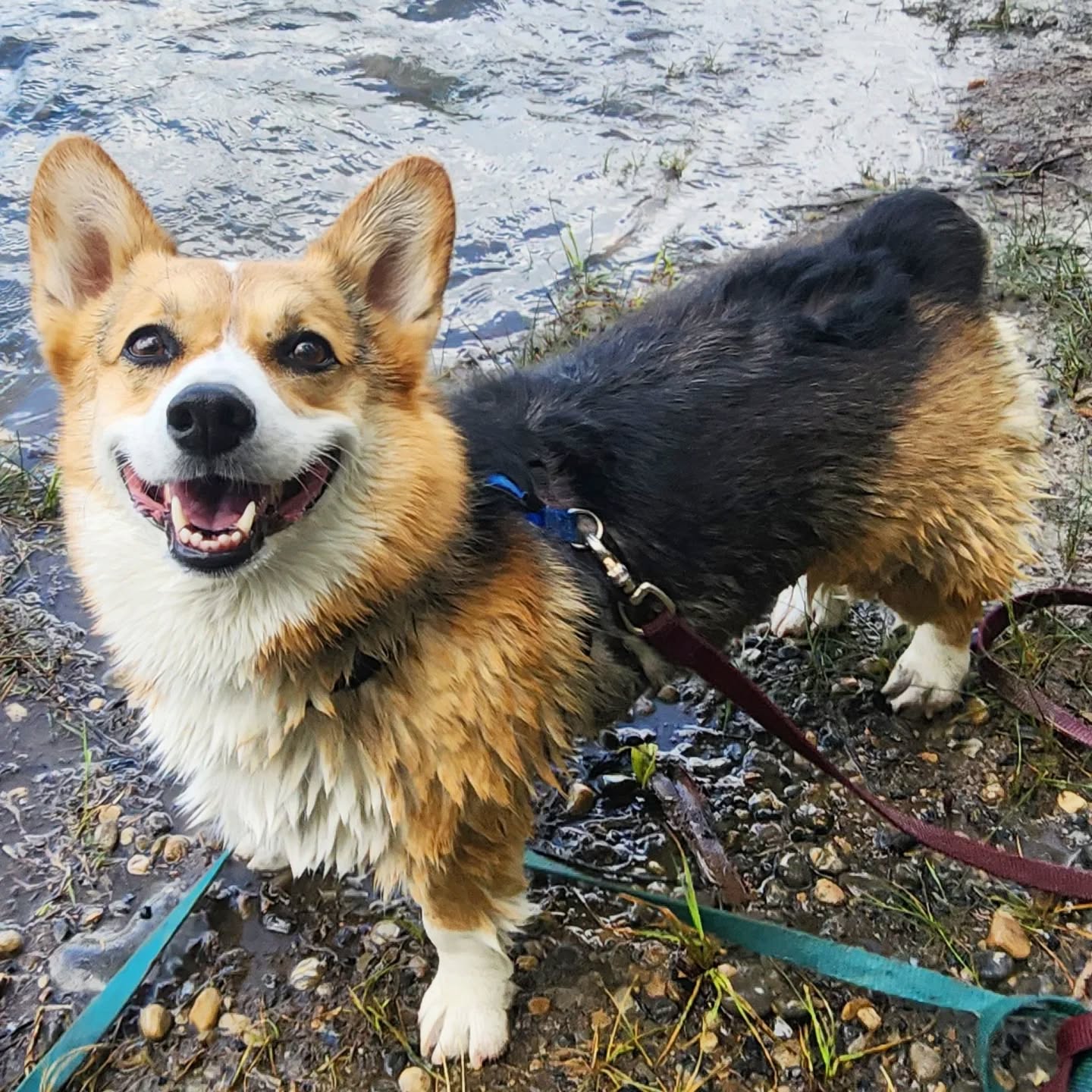 🎄 24 Days of Furriends 🎄
R•U•S•S•E•T
If my group walk dogs make up a cell, this gal would definitely be the Mitochondria 😂 she's a little powerhouse! I LOVE watching her swim 😍 she's like a baby Yule log with 4 mini propellers haha. Doesn't matter if it's land or water, she's zooming!
.
.
#corgi #zooming #yulelog #mitochondria #powerhouse