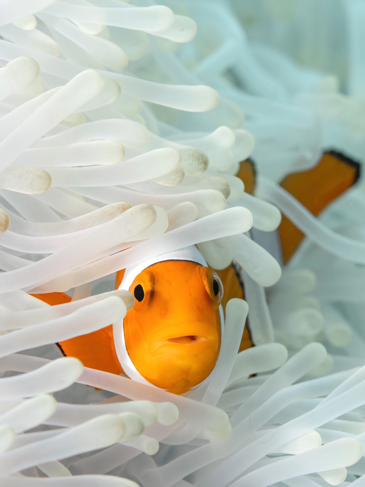 Somethings not right! Last year’s marine heatwave hit corals hard, but many anemones were affected too!
This clownfish in Misool was living inside a fully bleached anemone, and many others along the reef have suffered the same fate.
#bleaching #coralbleaching #oceans #warming #marineheatwave #westpapua #diving #nature