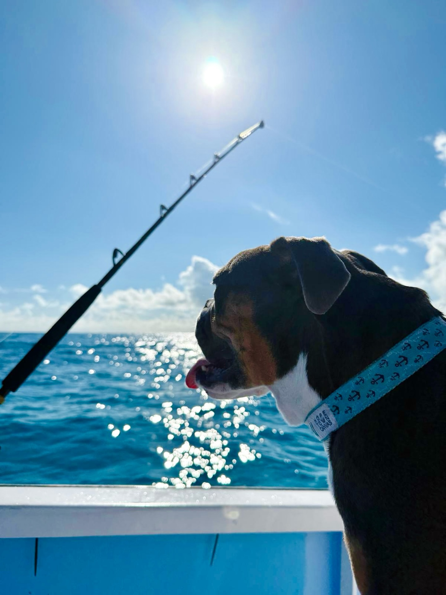 Yeah… Saildog pups can fish too! 🎣
Stella is wearing our Dog Collar in our popular anchor print, the perfect accessory for an on-the-water pup.