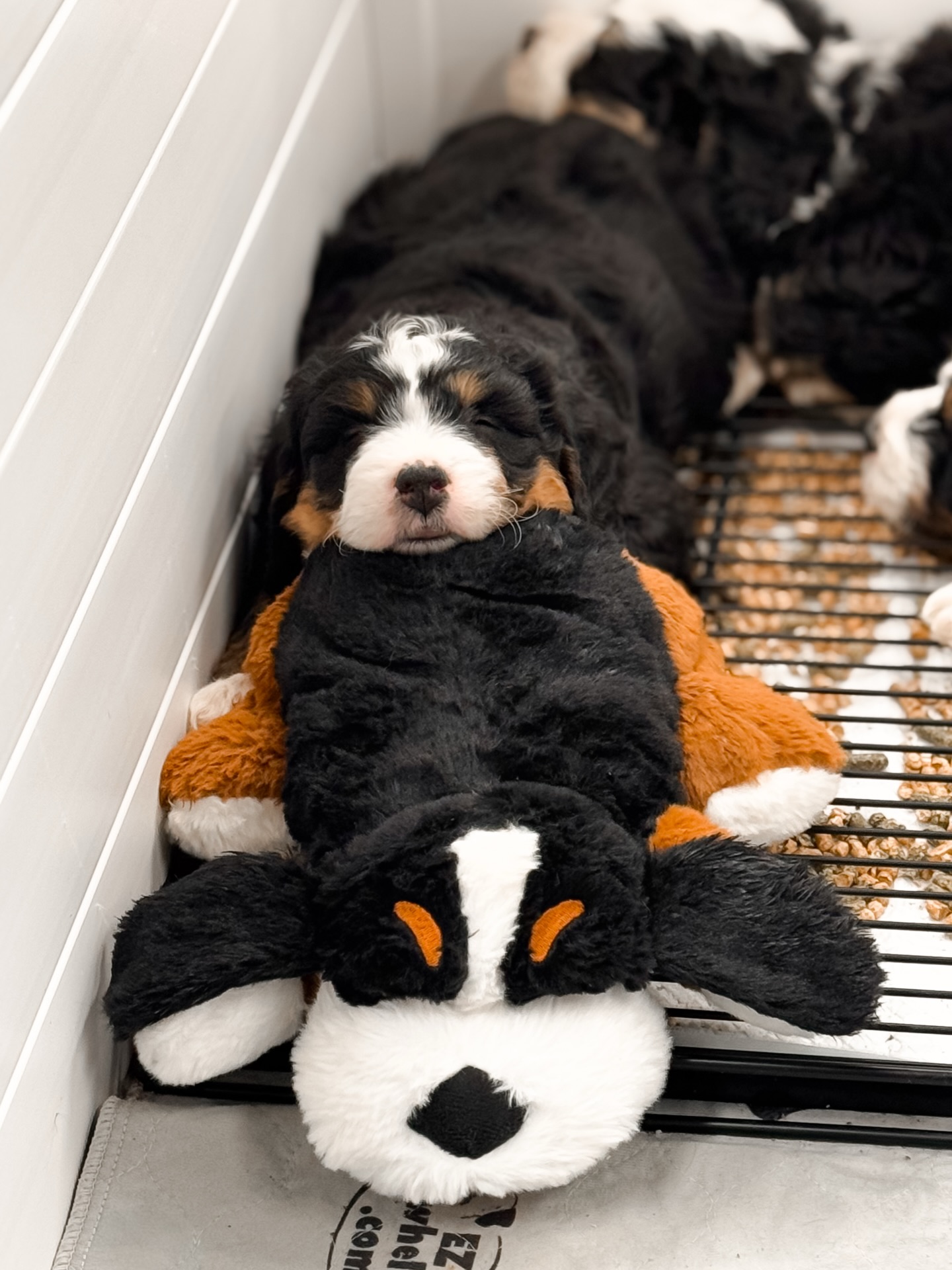 ๐งธ๐ถ Letโs play a gameโฆ
Which one is the stuffed animal?
Level: HARD ๐
๐