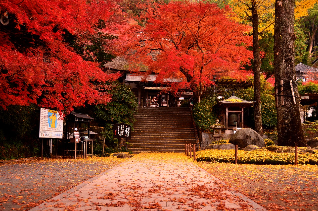 📍大興善寺(Daikozenji Temple)
.
Daikozenji Temple, located in Saga Prefecture, is a hidden gem especially famous for its stunning autumn foliage. Surrounded by a forested mountain, the temple grounds come alive in late November with brilliant shades of red, orange, and gold. Often called the “Temple of Autumn Leaves,” it offers peaceful walking paths, stone steps, and a tranquil pond that beautifully reflects the vibrant scenery. A perfect place to enjoy Japan’s fall colors away from the crowds.
.
.
.
位於佐賀縣的大興善寺,是欣賞紅葉的秘境,被譽為「九州紅葉名所之一」。每年十一月下旬,整座山林與寺院庭園染上絢麗的紅、橙、金色,令人心醉。漫步於石階與庭園步道之間,倒映著紅葉的池水營造出寧靜氛圍。遠離人潮的美麗寺院,是秋日賞楓不可錯過的好去處。
.
.
#japanguide #triptojapan #travelinjapan #visitjapanjp #visitmyjapan #jntosg #beautifulJapan #japanrevealed #travelgraphy #travelgram #traveling #trending #japanese #instagram #osaka #visitjapanUS #visitjapanCA #TravelJapan #JapanTrip #ExploreJapan #Daikouzenji #HiddenKyushu #autumnjapan #FallLeavesJapan #大興善寺
