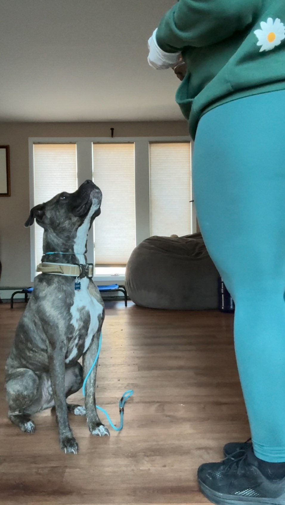 Duke (formally His Grace, the Duke of Hastings 👑) is making big moves as we roll into Week 3 of his board & train!
We started the day by dialing in what really motivates him (string cheese still isn’t the vibe — crazy, I know 😅), then jumped into building stronger focus + engagement with clear marker words:
✨ “Good” = keep going, that’s it
🚫 “No” = not quite — try a different answer
From there, we used place as the gateway into recall, helping Duke understand that coming when called is always worth it. His confidence continues to grow, and he’s putting in so much heart every single rep. 🖤
Not perfect — just better than yesterday. And that’s the whole point. 👏✨
#UnruffledPaws #DogTraining #BalancedTraining #ConfidenceBuilding #MarkerTraining #PlaceTraining #RecallTraining #NYDogTrainer #LIDogTrainer #BoxerMix #PitbullMix #BoardAndTrain #WagMatesAcademy #WMADukeOfHastings #ProgressNotPerfection #StructuredTraining #ProgressNotPerfection #DogsOfInstagram #GoodDogDaily #WMA #BalancedDogTraining #PurelyPositiveDogTraining