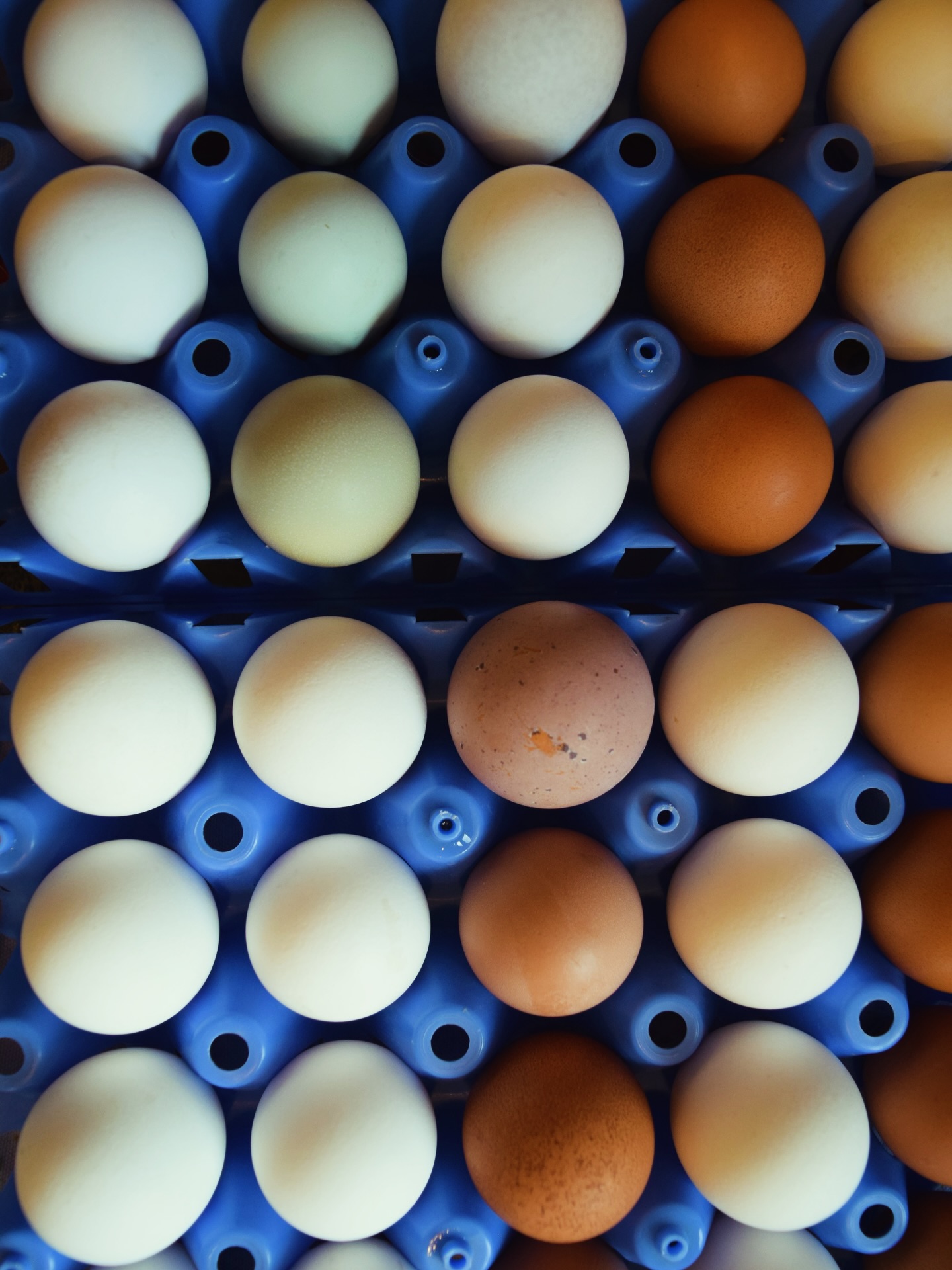 Just a friendly reminder that we still have plenty of eggs available thru the winter!
Eggs are by pre-order for pick up on the farm. Text the farm at 720-727-3961 to place an order! We’ll get them outside for you labeled with your name for pick up!
#localagriculture #boulder #longmont #farmfresheggs #pasturedpoultry