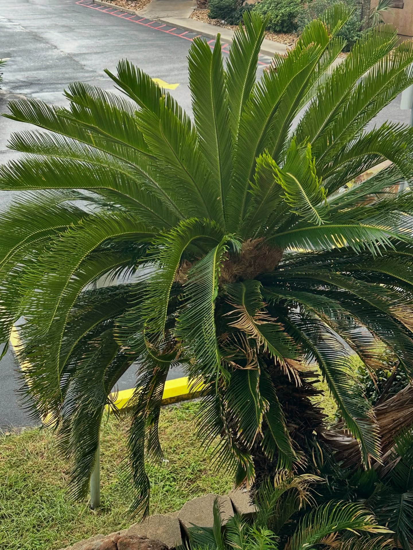 🌴✈️ Vacation officially starts when… you spot sago palm seeds before breakfast!
Caught this beauty outside the hotel this morning and of course the plant nerd in me went straight into detective mode. 👀🌱 If this is how day one begins, imagine me the next eight days: roaming the ship, exploring Mayan ruins, and side-eyeing every tropical plant like I’m on a botanical safari.
We’ll wrap it all up with an island beach day, so basically I’m living my best “The Angry Gardener Goes Tropical” life. 😎🌺 Consider me on high alert for fronds, flowers, and anything with roots.
Stay tuned… you know I’m gonna find something to obsess over.
#TheAngryGardener #PlantNerdOnVacation #SagoPalmSighting #CruiseLife #TropicalVibes #MayanRuins #PlantGuyTravels #PugetSoundToTheSun #BotanicalAdventures #GardenersWhoTravel #Zone8bExplorer