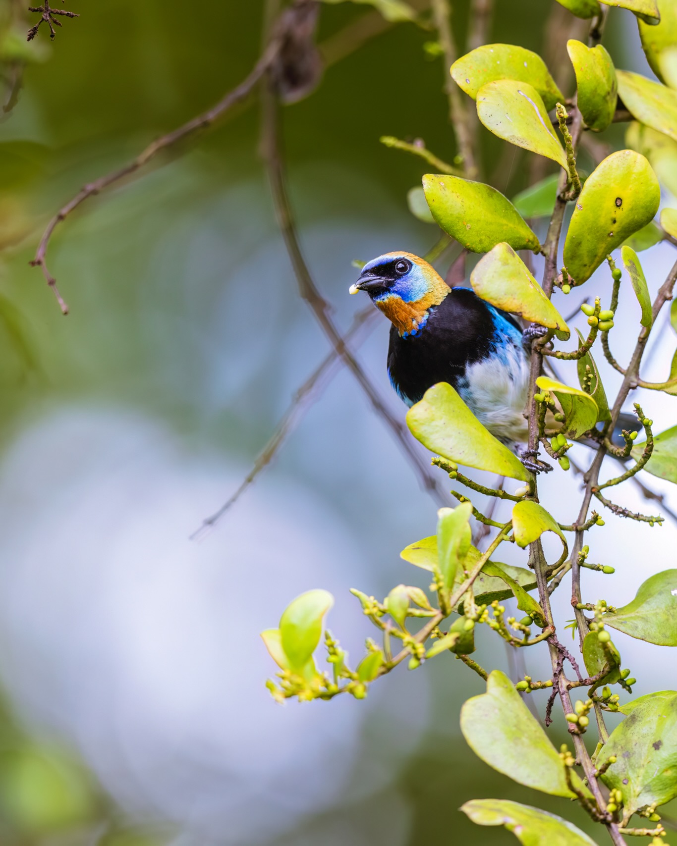 Today I released a print portfolio, I also prepared a blog post featuring some of the images that didn’t make it into the portfolio. The image featured in this post is neither in the blog post nor the portfolio.
☆
Golden-hooded Tanager
☆
#birdphotography #birds #goldenhoodedtanager #puravida #costarica